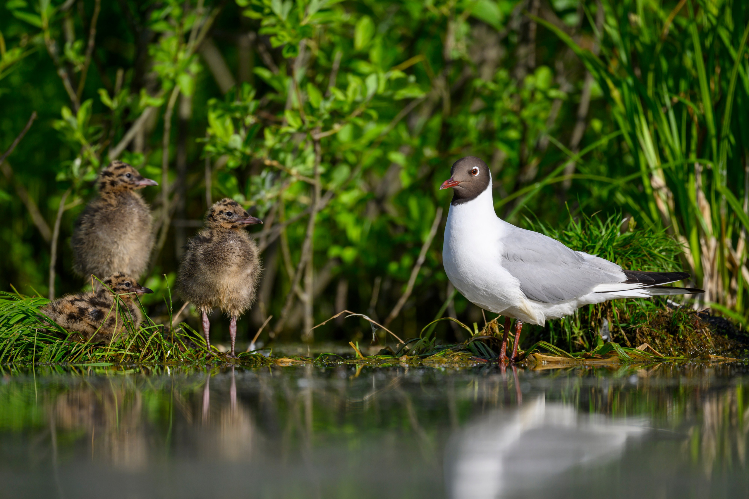 На болоте. Wildlife photography by Sergey Puponin