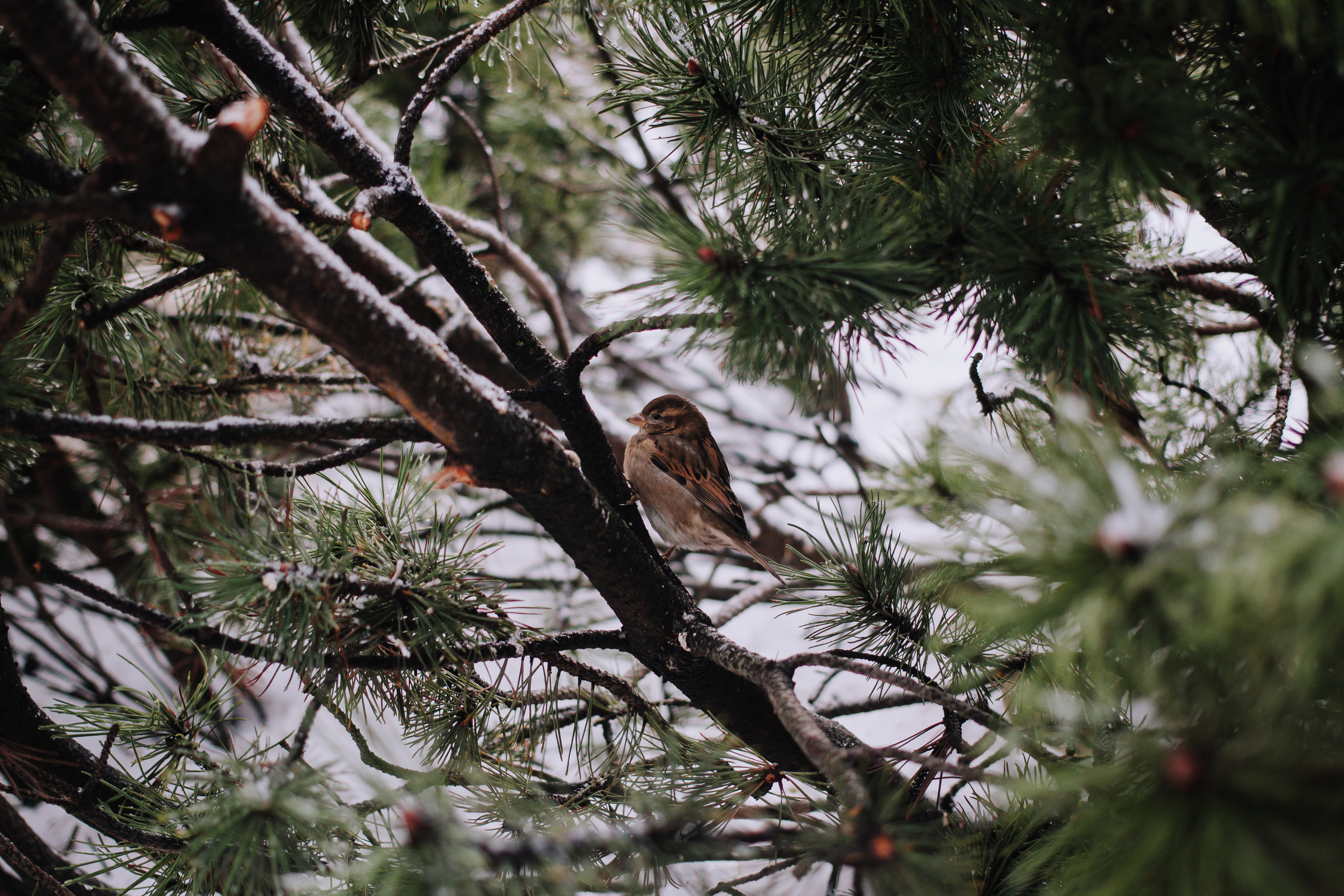 3 года Марго. Фотографии с любовью