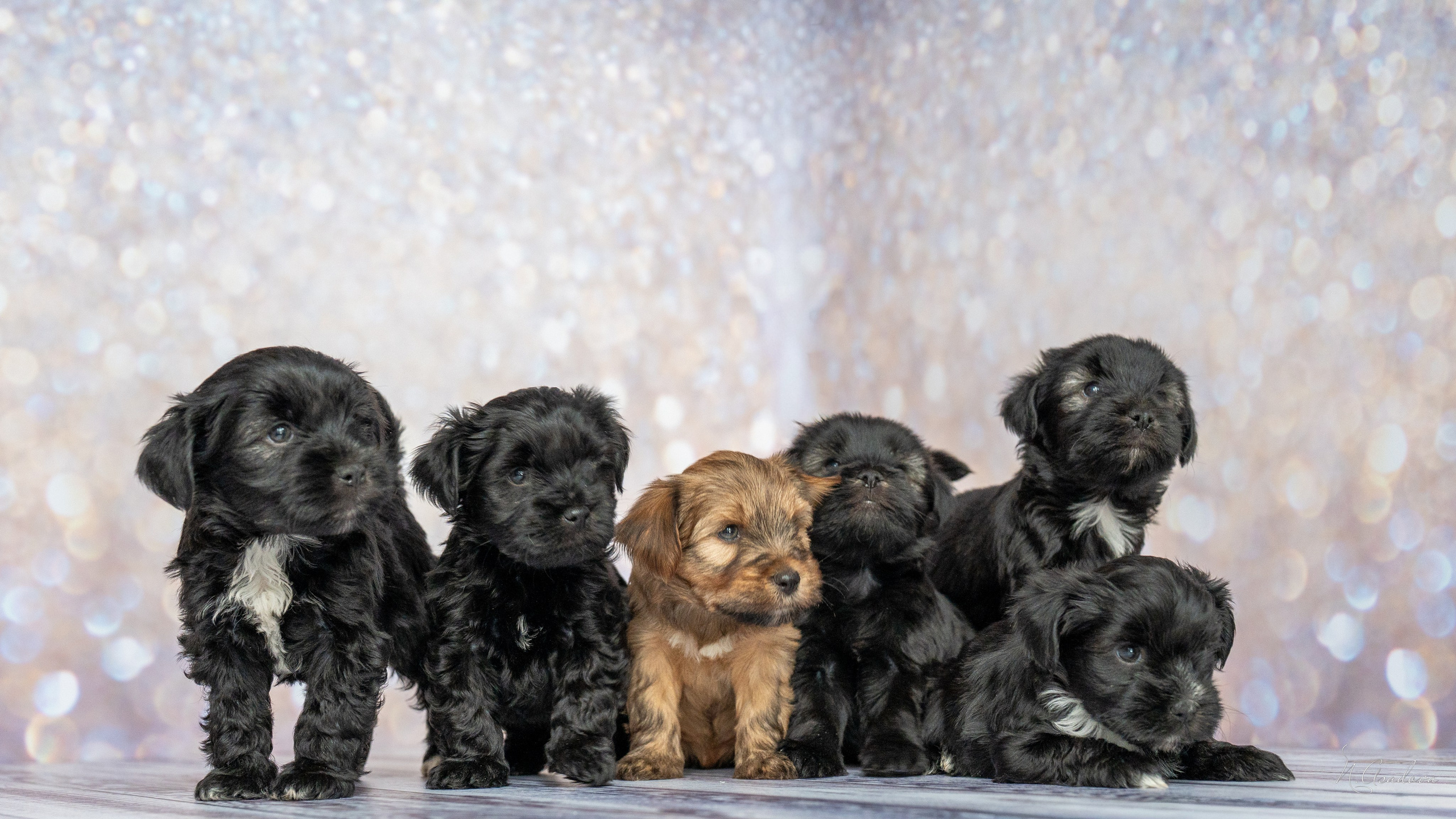 Тибетские терьеры 1мес. Фотограф-анималист Асадова