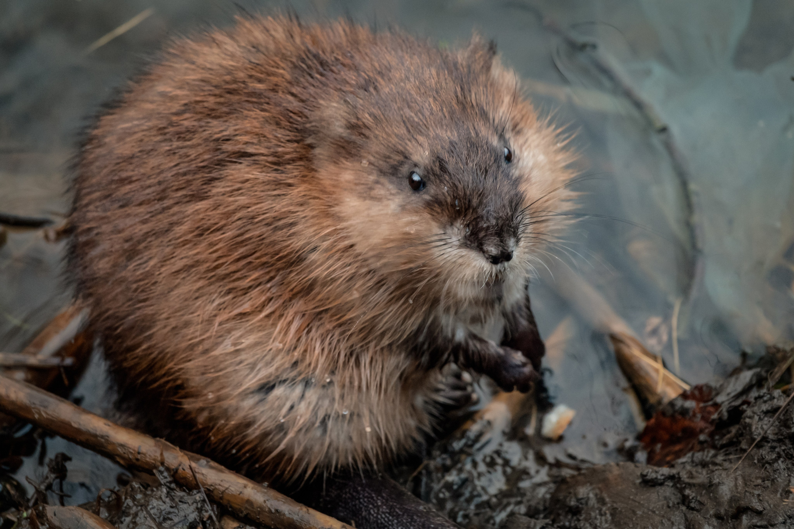 Фотоохота. Фотограф-анималист в Москве Юлия Лайхо