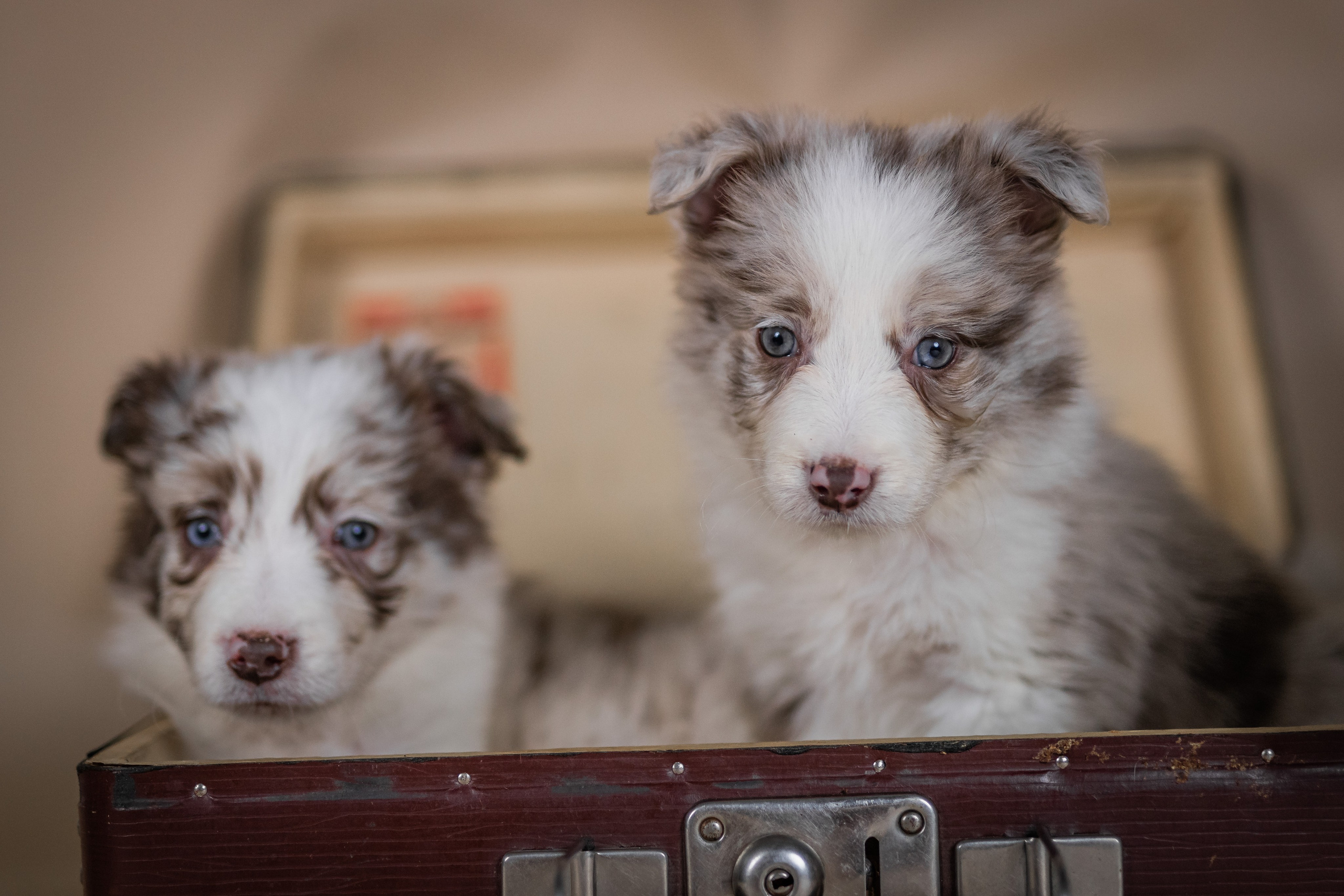 Фритсвит. Семейный фотограф Ефремова Виктория
