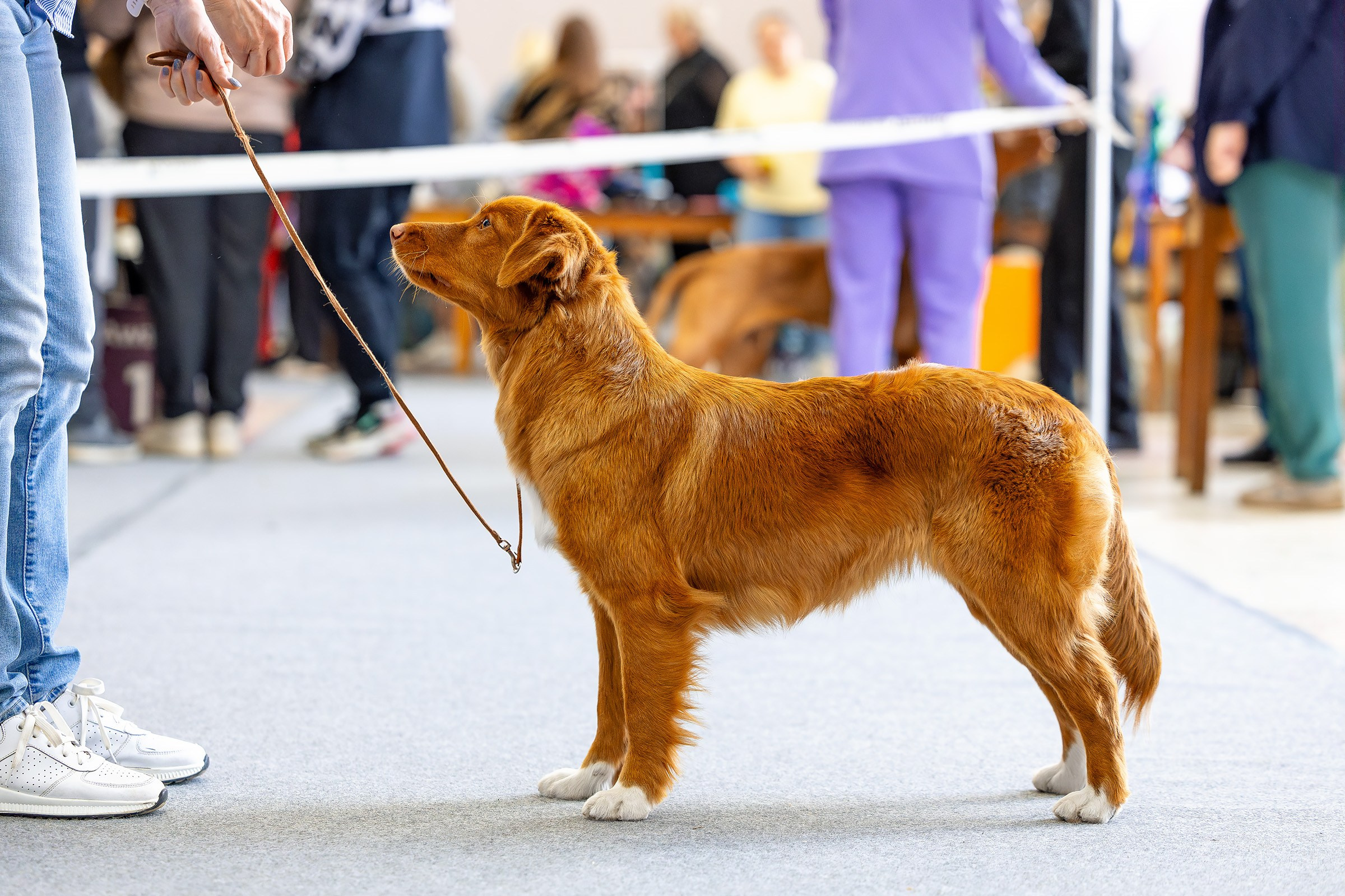 6 апреля 2025, Выставка РКФ, г. Пермь. Htykk_photo