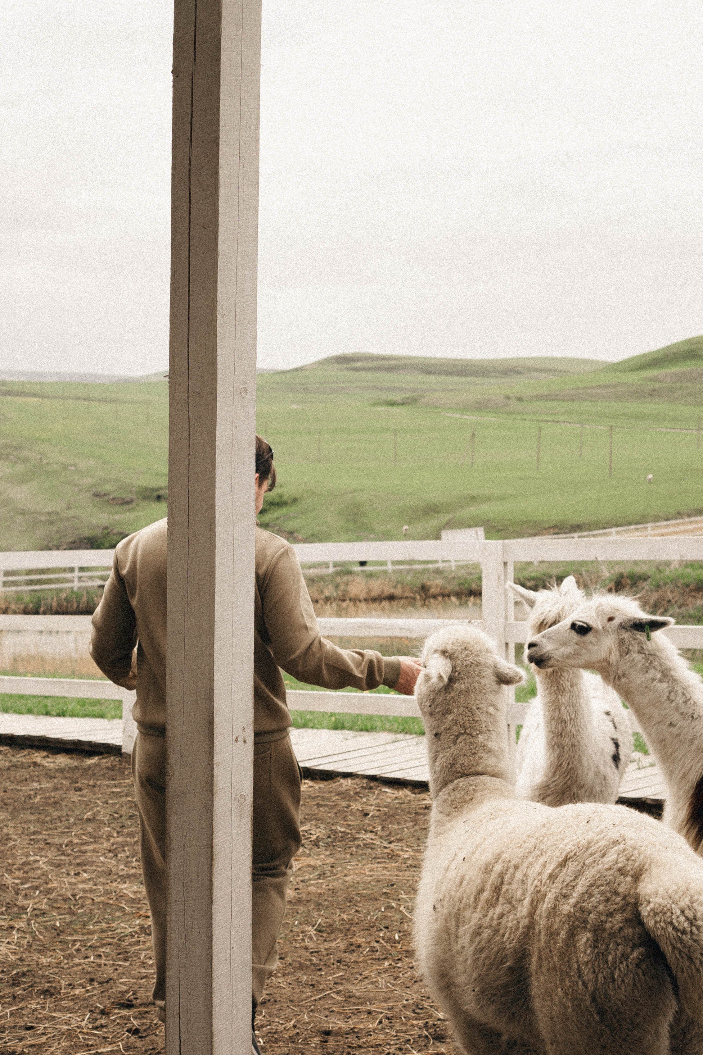 Ферма Альпак. Профессиональный фотограф, Санкт-Петербург — Виктория Богомолова