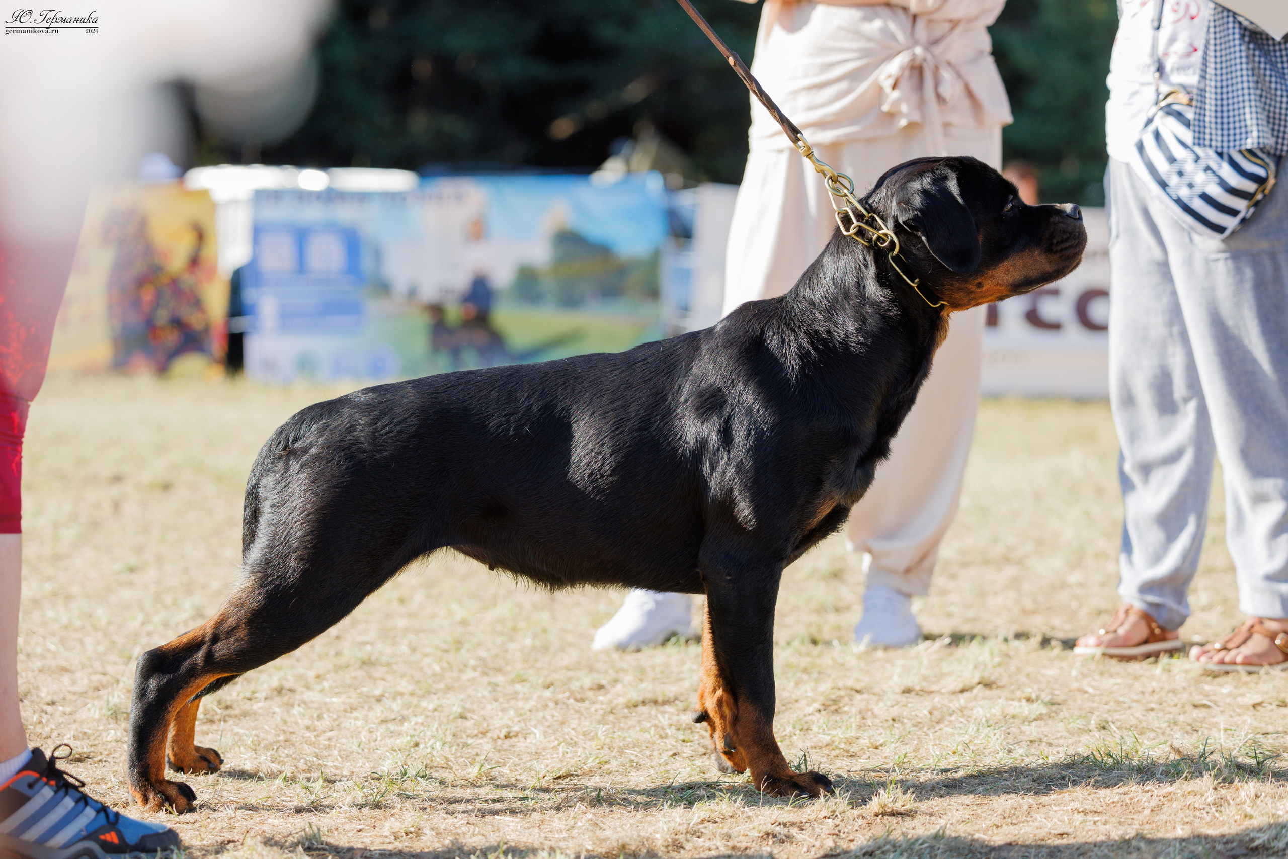 ПК и КЧК ротвейлеры Тверь 6-7.07.2024. Фотограф-анималист Юлия Германика