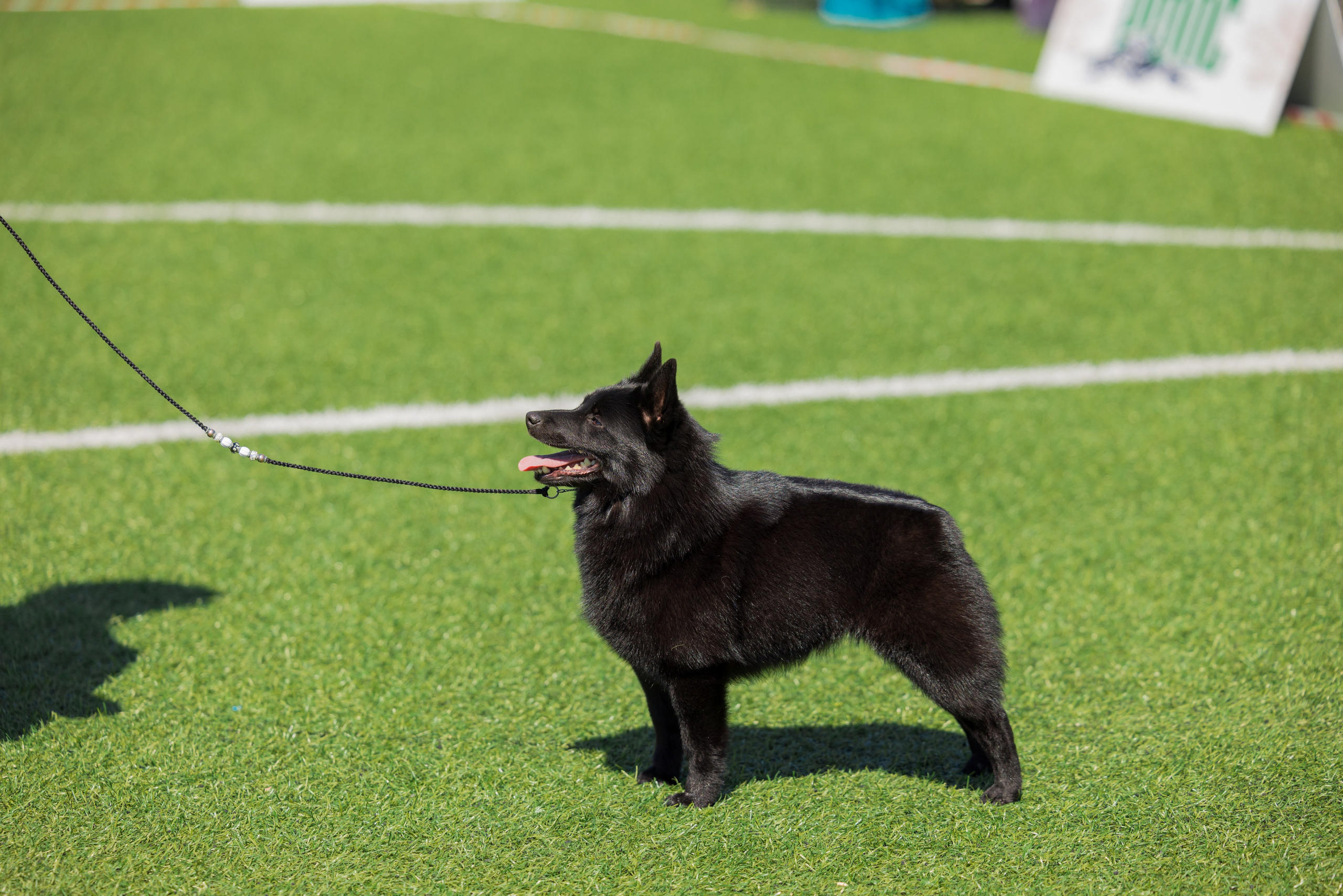 Суздаль 18-19.05.2024. Фотограф-анималист Юлия Германика