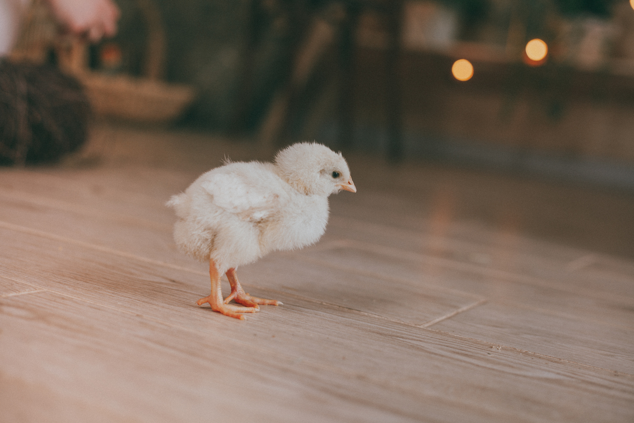 Семья. Портретный фотограф в Москве Анастасия Пимова