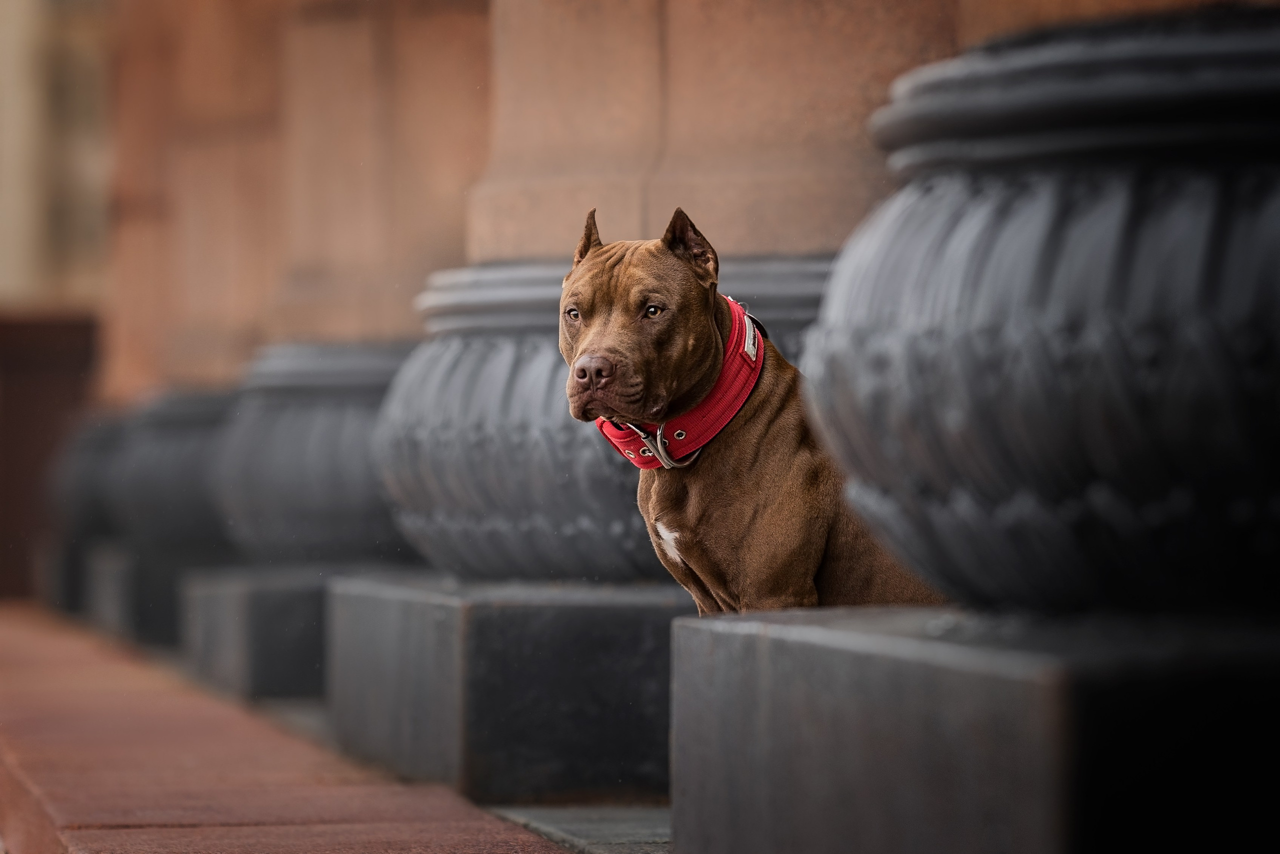 Анималистика. Репортажный фотограф Мария Мадзик