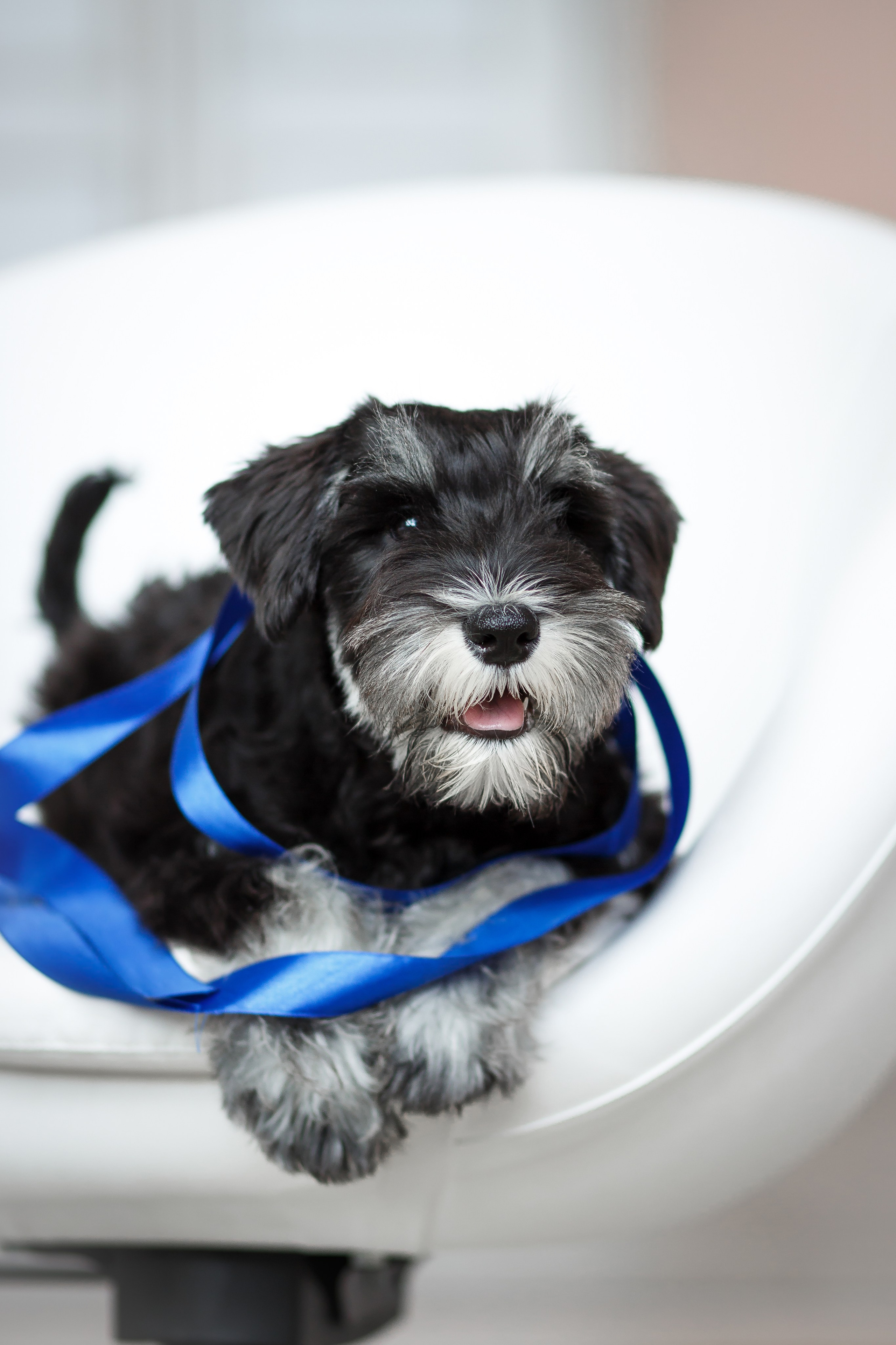 Анималистика. Репортажный фотограф Мария Мадзик