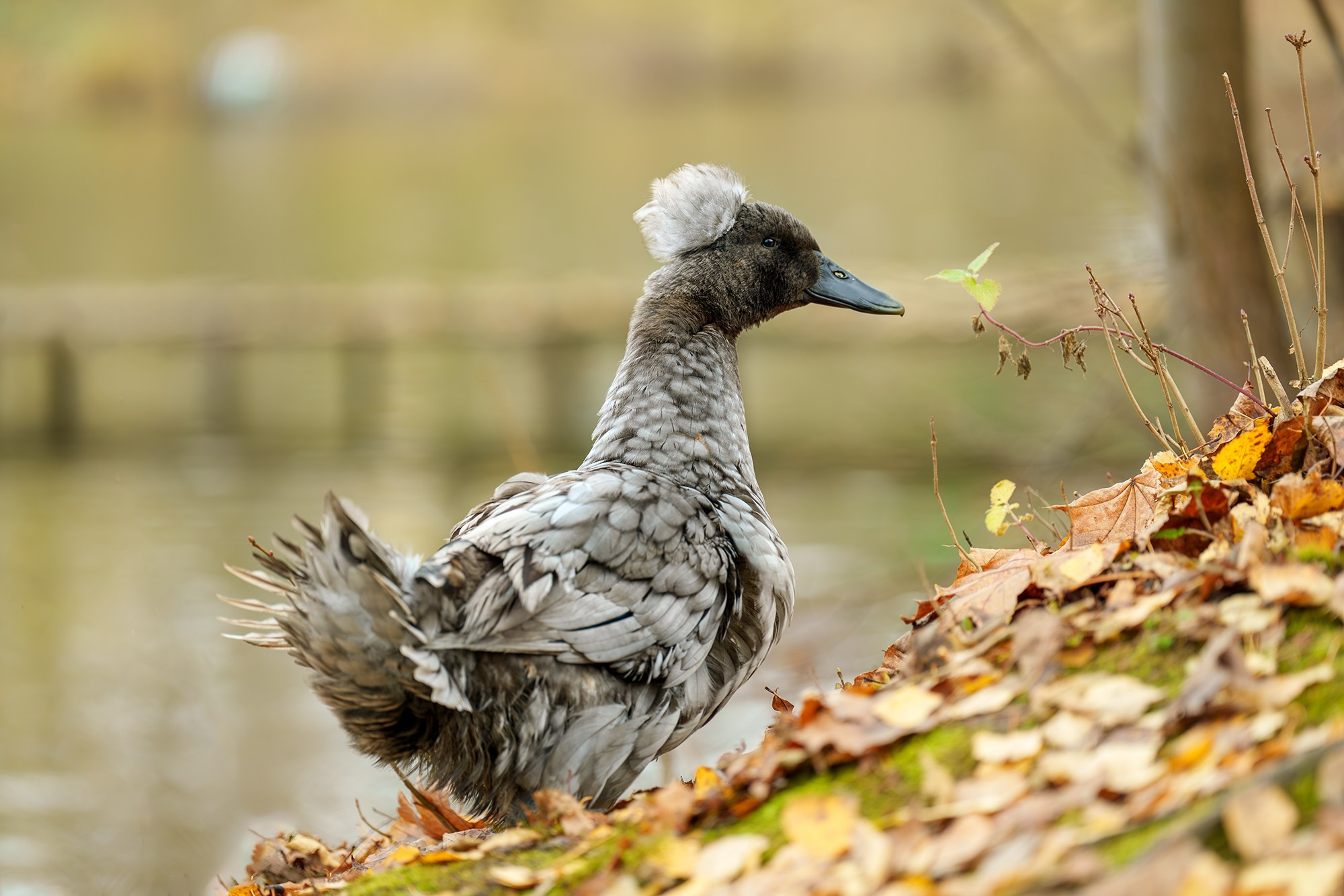 Удивительные мир птиц. Вокруг нас столько прекрасного — присмотритесь!. Ваш личный фотограф Марина Волкова