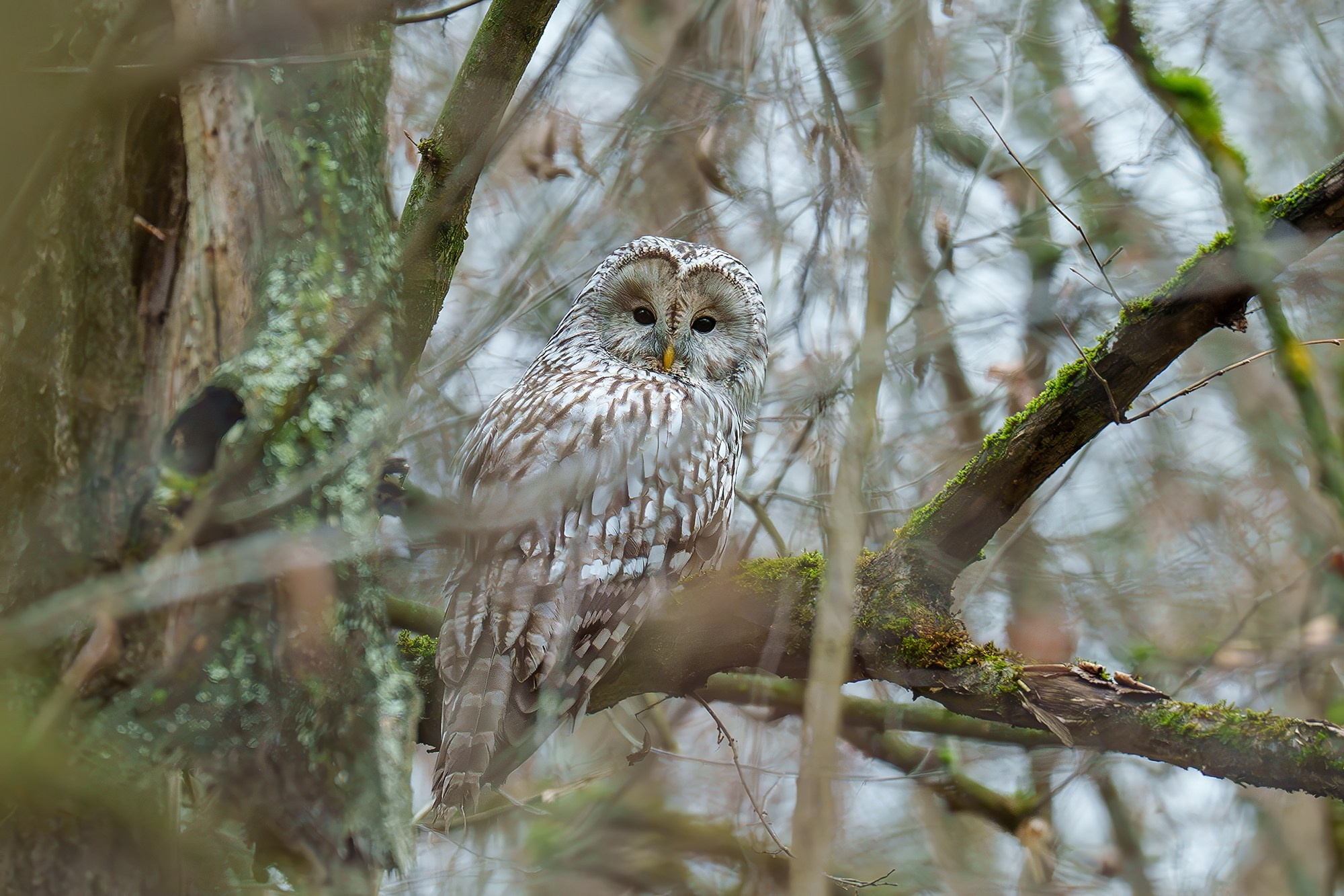 Удивительные мир птиц. Вокруг нас столько прекрасного — присмотритесь!. Ваш личный фотограф Марина Волкова