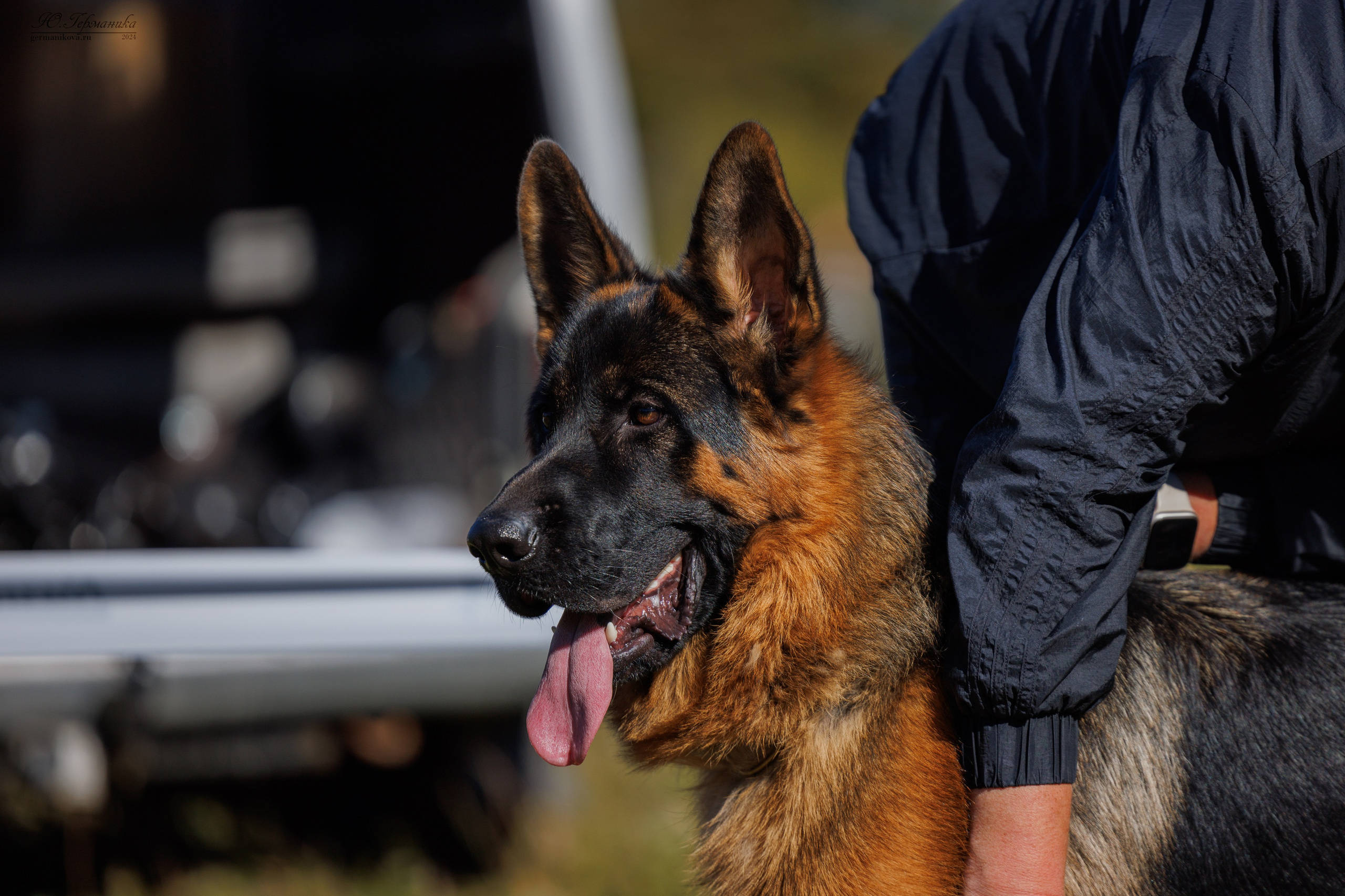 Тверь немецкие овчарки 22.09.2024. Фотограф-анималист Юлия Германика