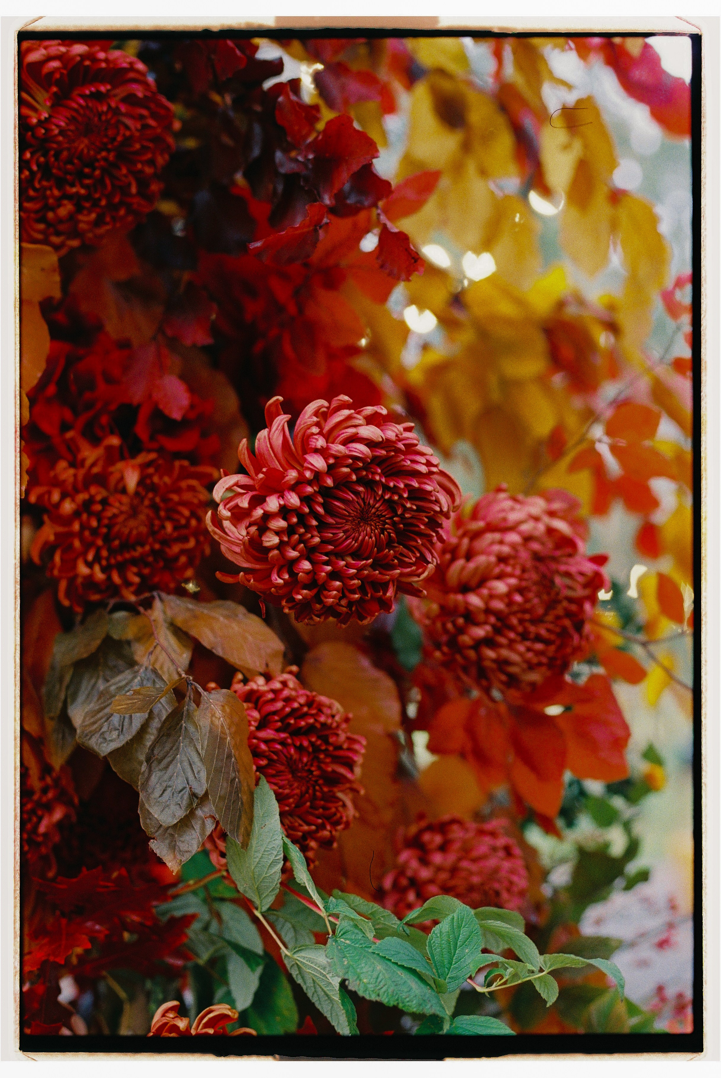 AutumnVibes. Сентиментальная свадебная фотография