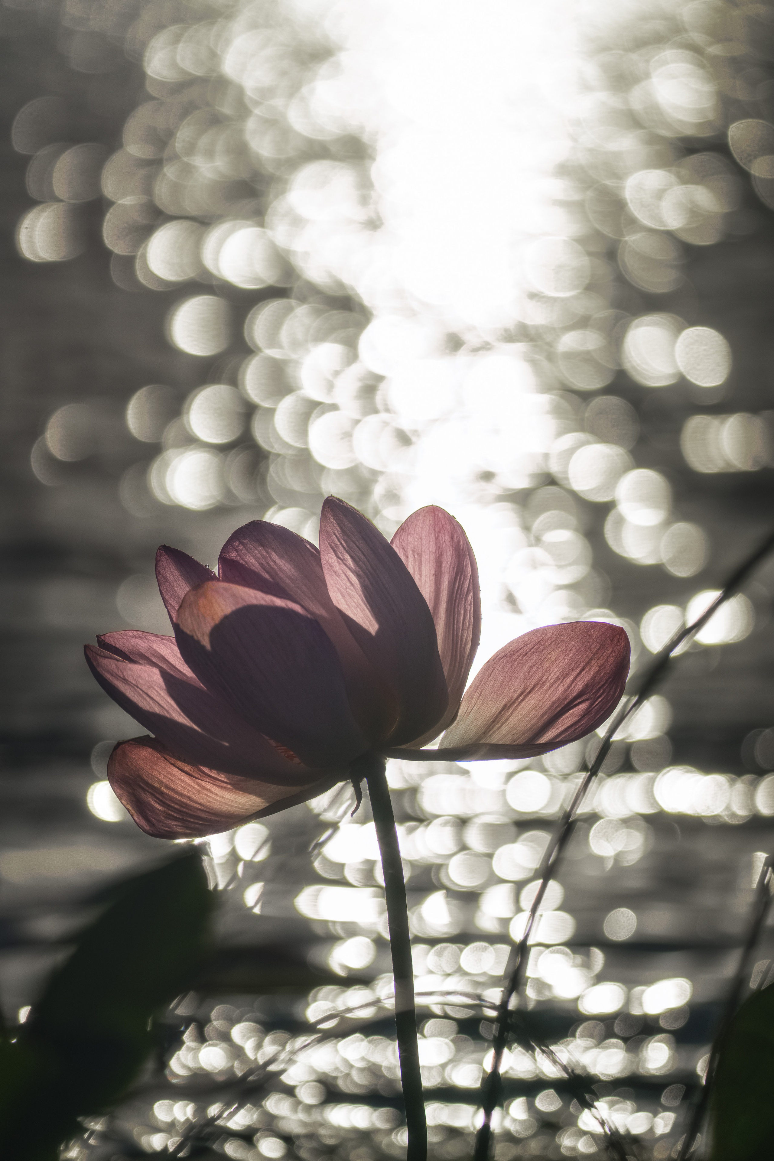 Золотые лотосы. Июль