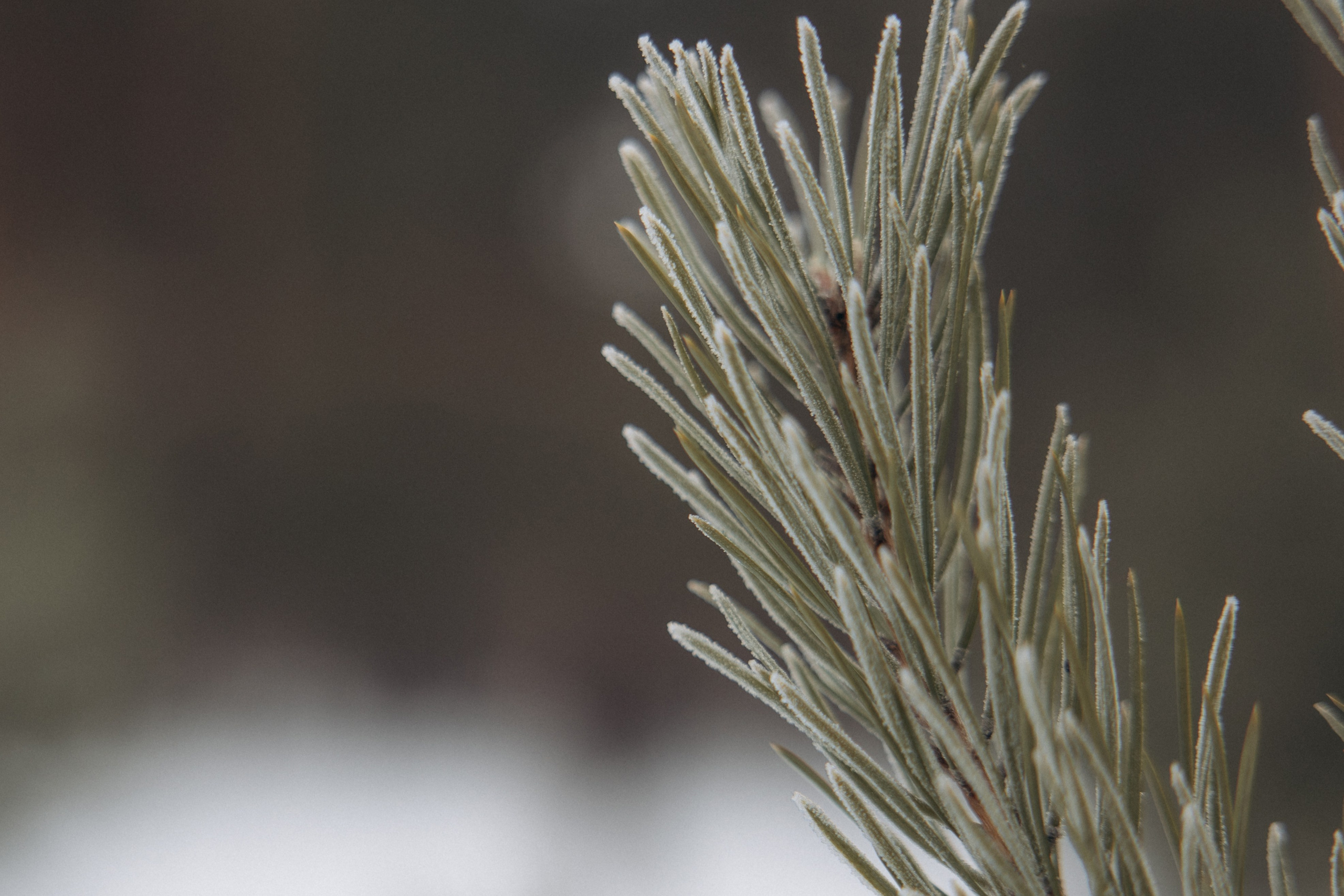 Зима. Лес. Татьяна и Делла. Фотограф анималист в Казани Алина Сулейманова. Фотограф животных