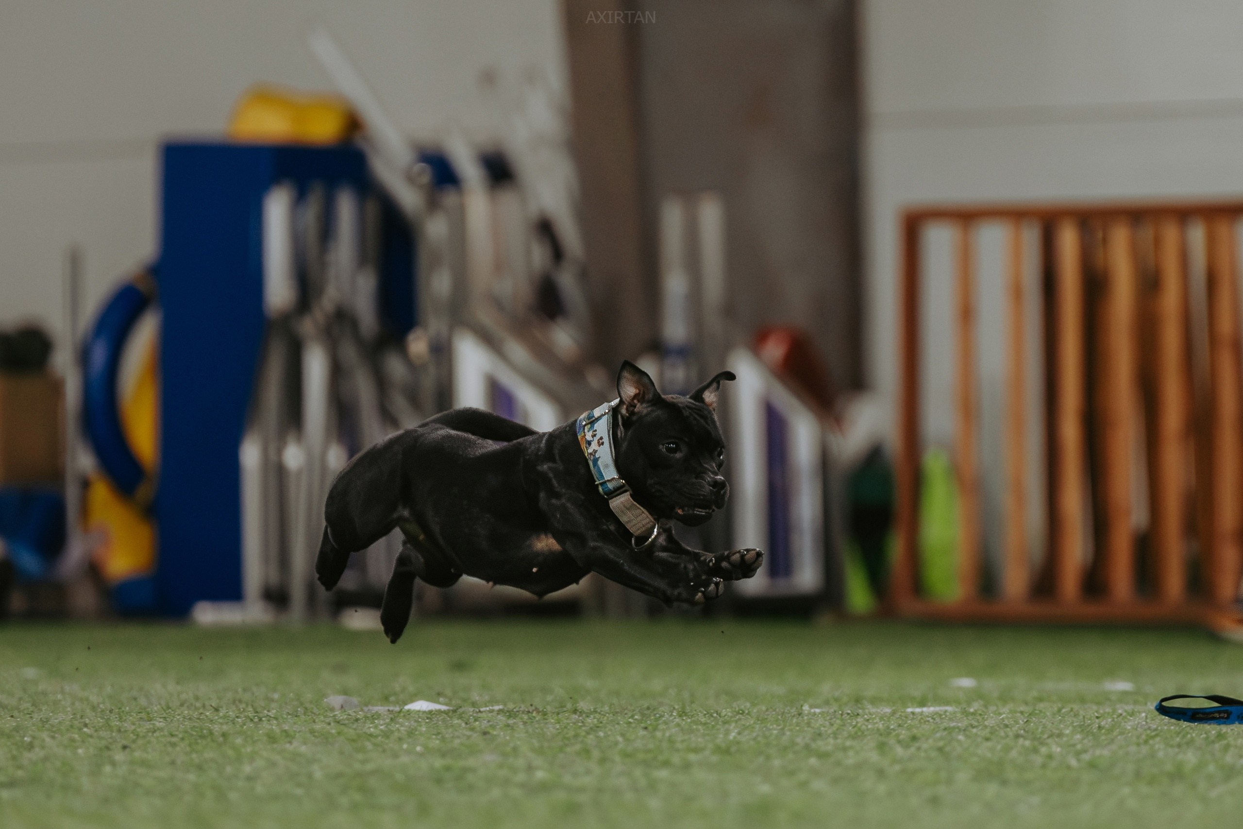 Тсахик. BLGKV питомник собак