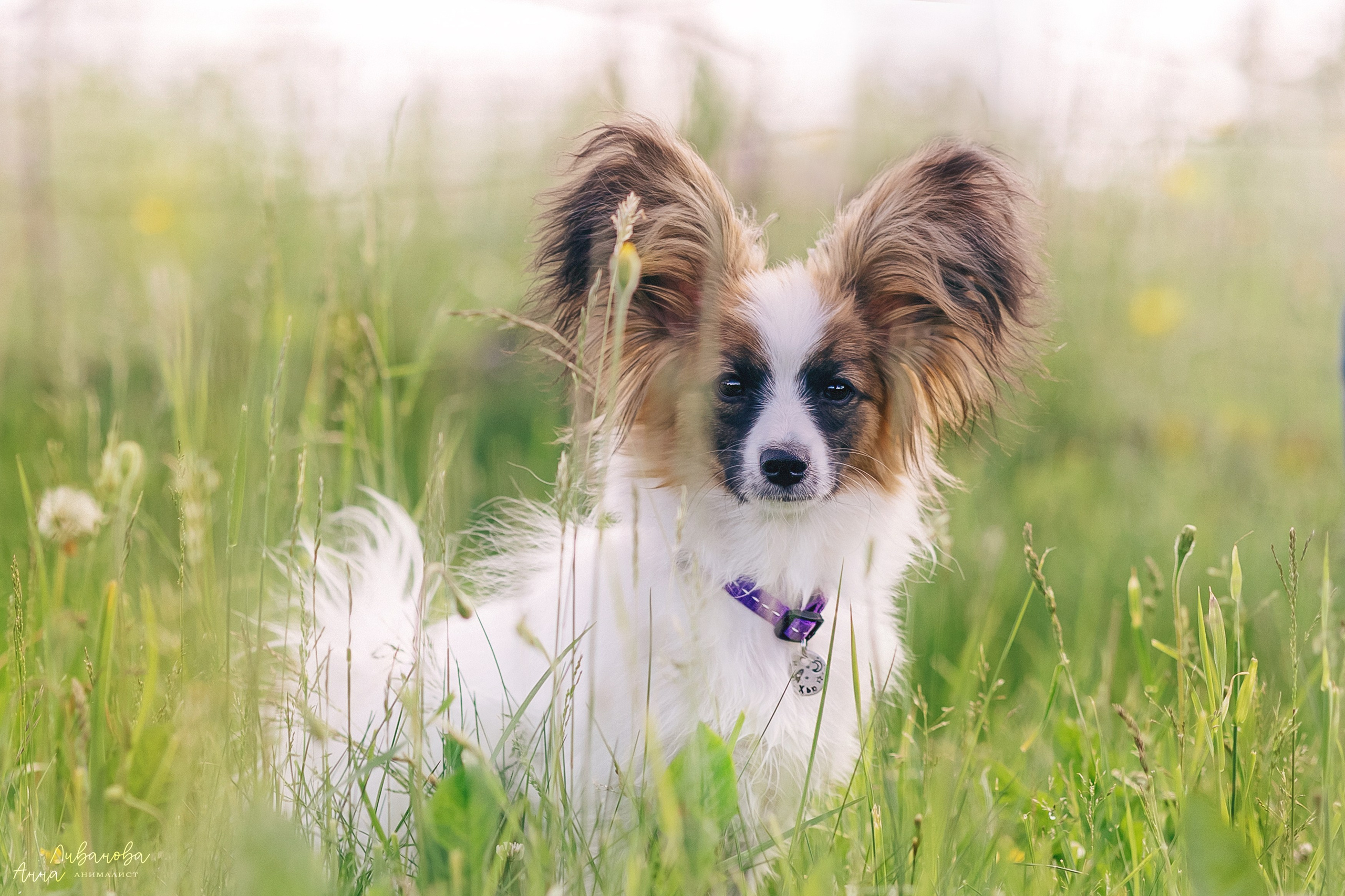 Хьюстон. Фотограф анималист Аня Ливанова | Рыбинск