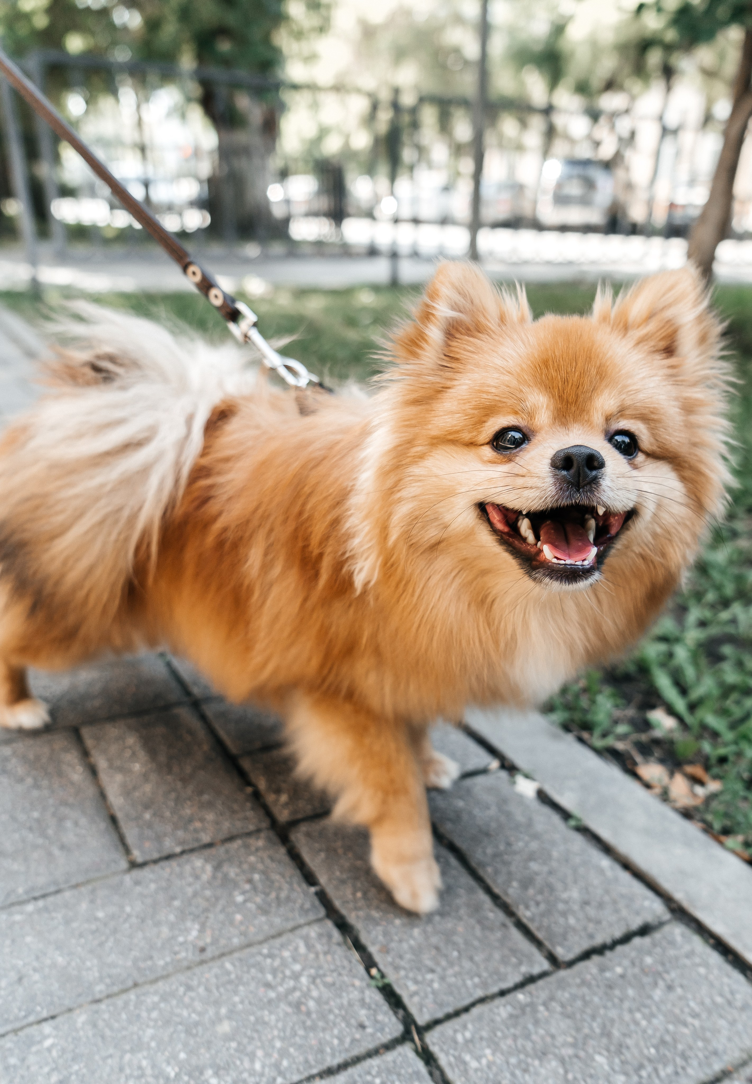 Yana and Percy. Фотограф Волгоград