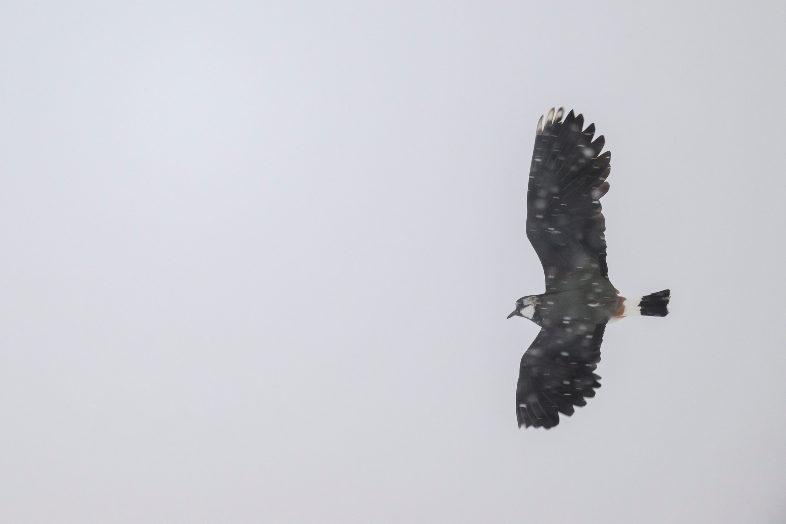 Метель. Фотограф Сергей Пупонин
