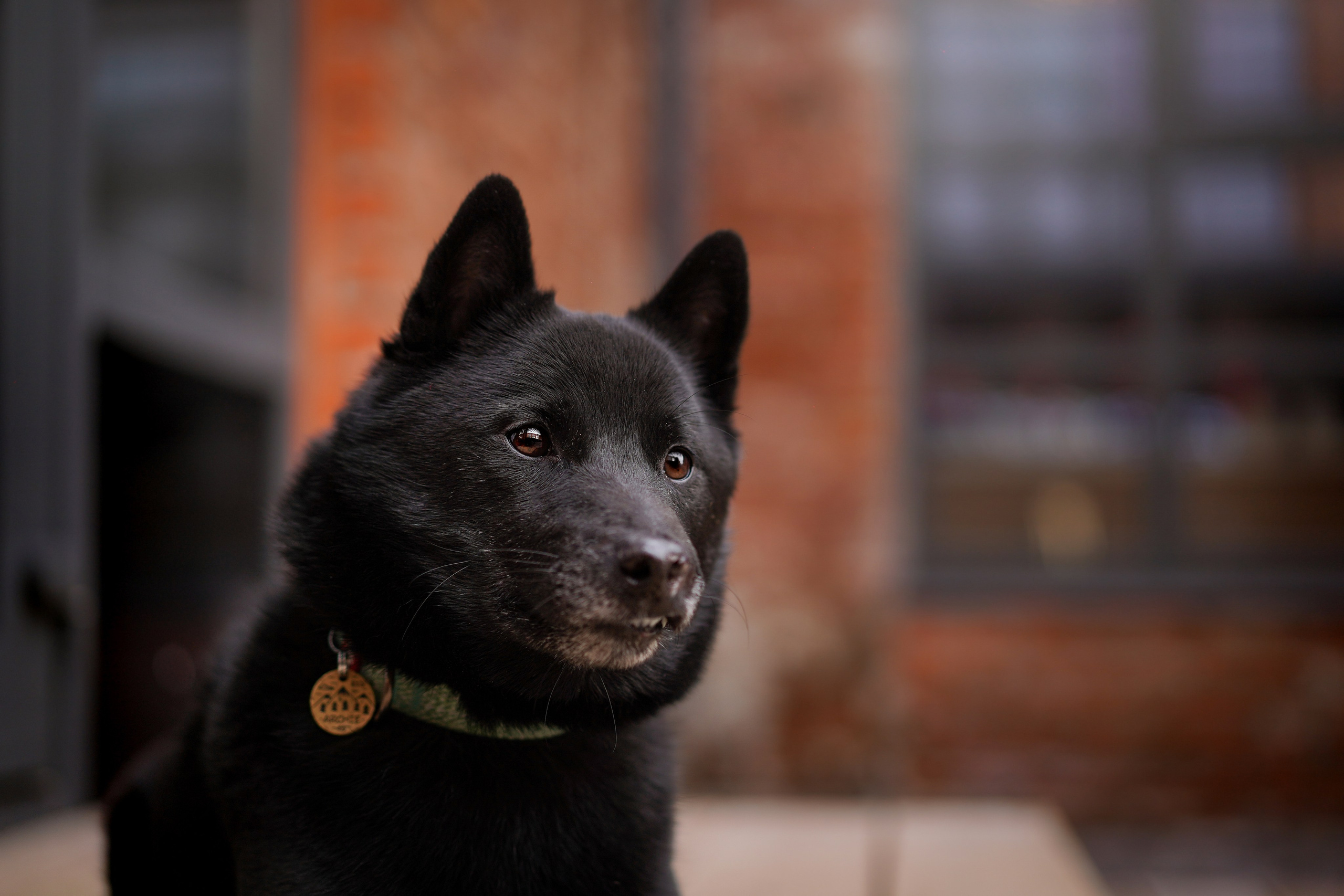 Аня Арчи и Мишель. Фотограф-анималист в Санкт-Петербурге Яна Мартынова