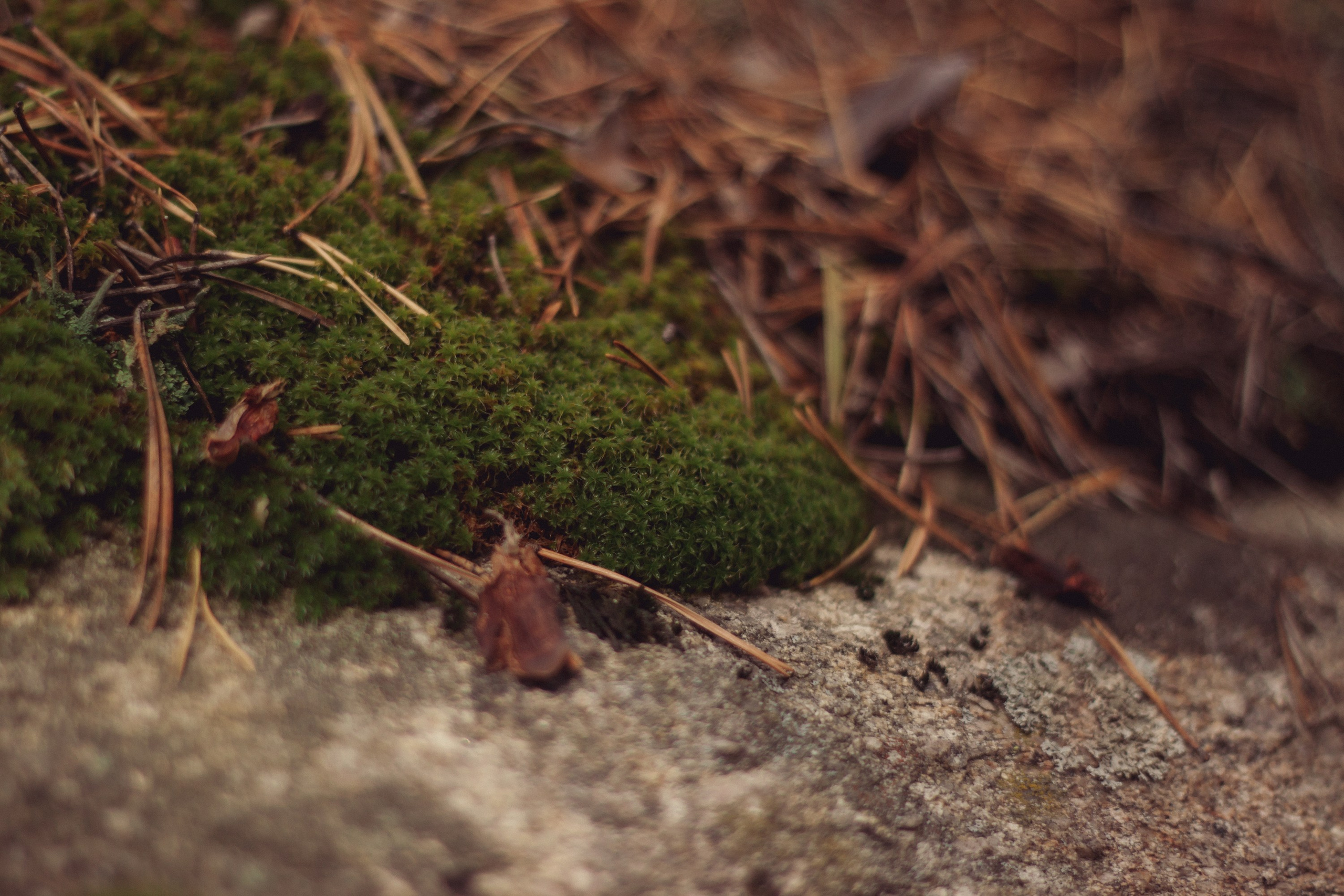 Саша во мхах / Каркаралинск. Фотограф Наталья Гончарова. Снимаю живые портреты в Алматы