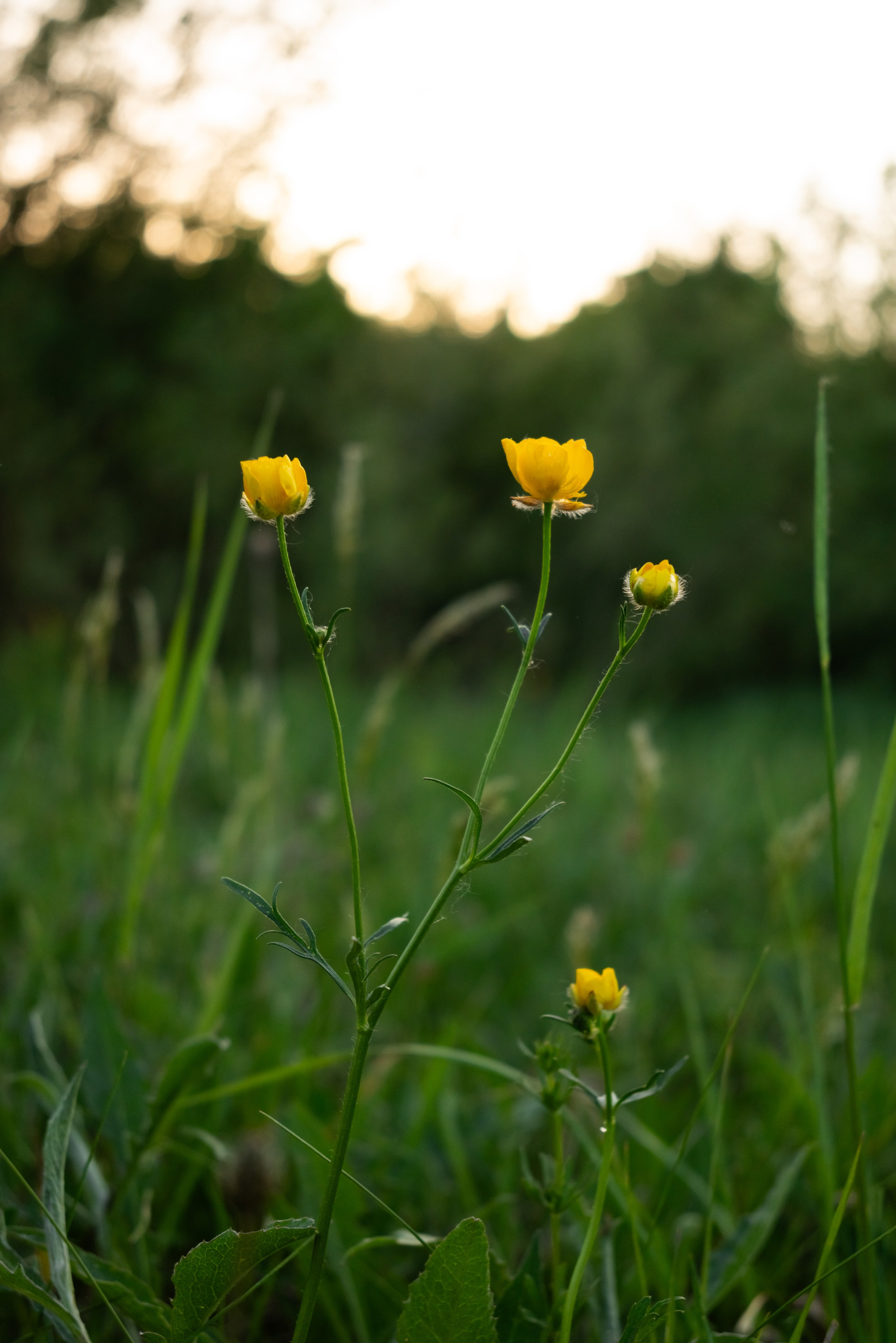 Бабушка и внучка. Профессиональный фотограф в Твери Иванова Юлия