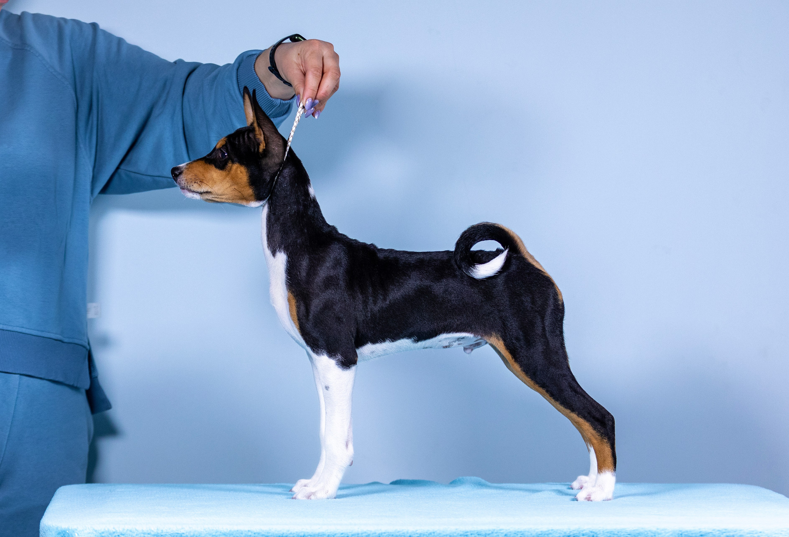 Басенджи. Фотограф — анималист Татьяна Ли