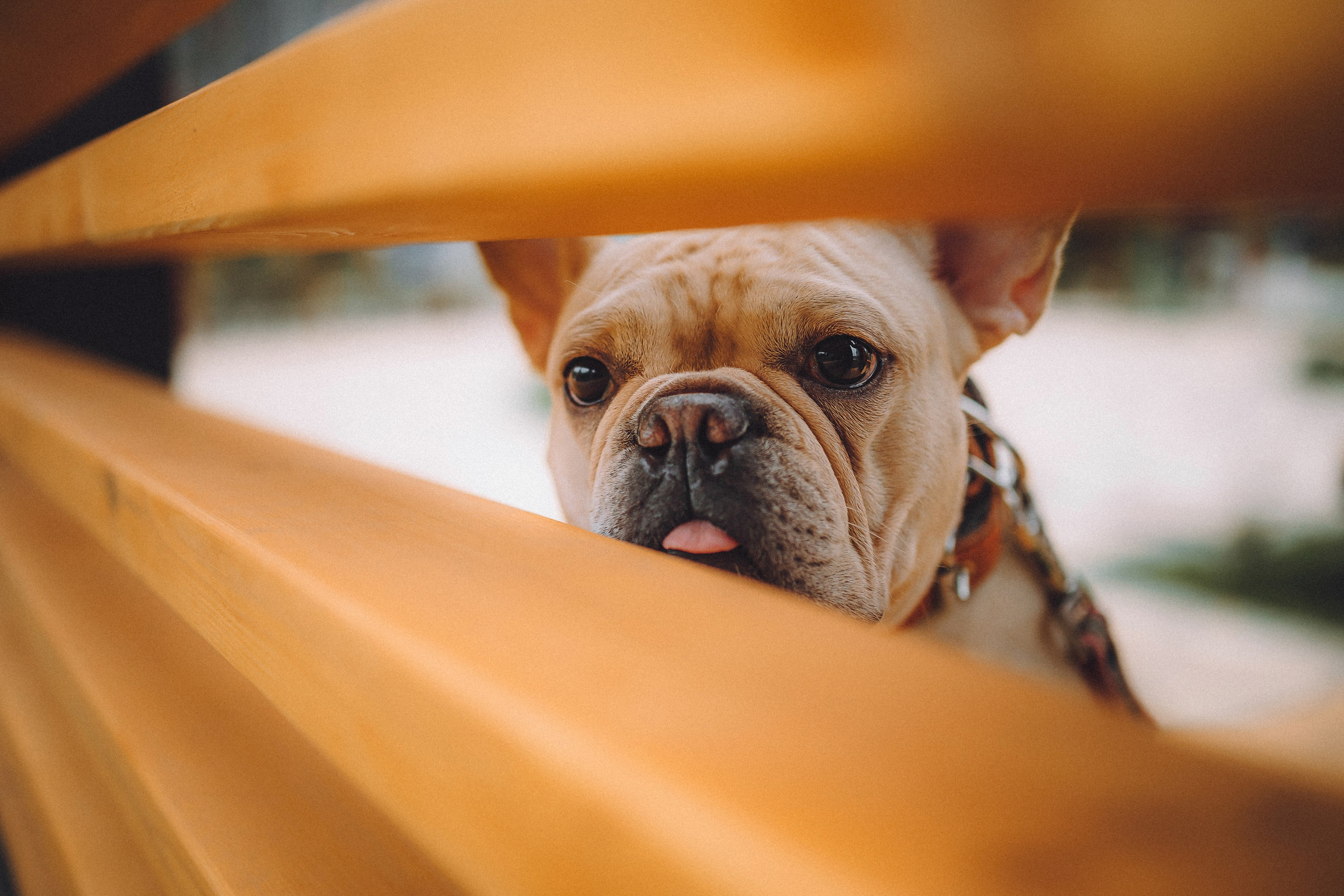 Антонина и Амиша