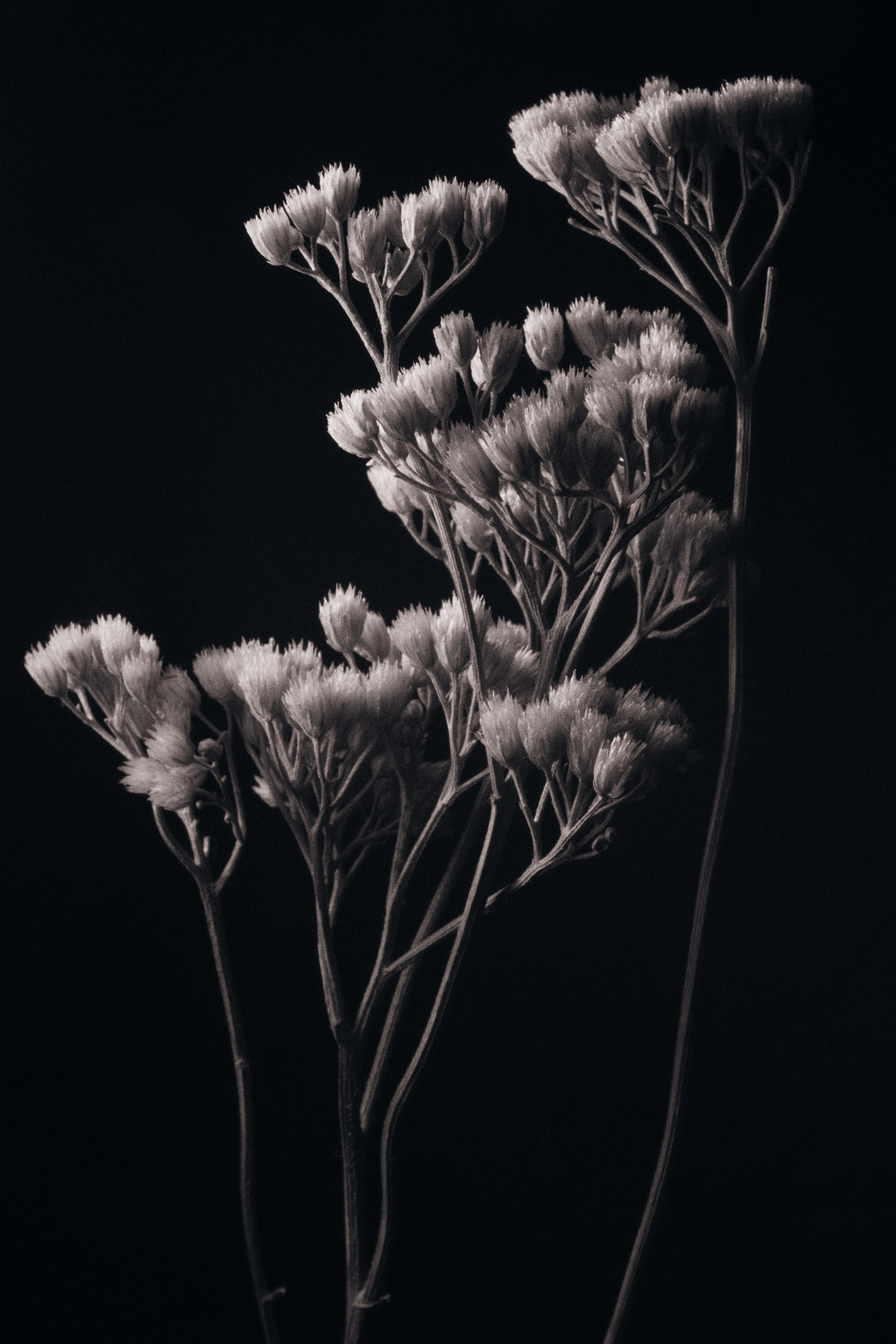 ЦВЕТЫ. Фотограф в Алматы Артемий Матюнин