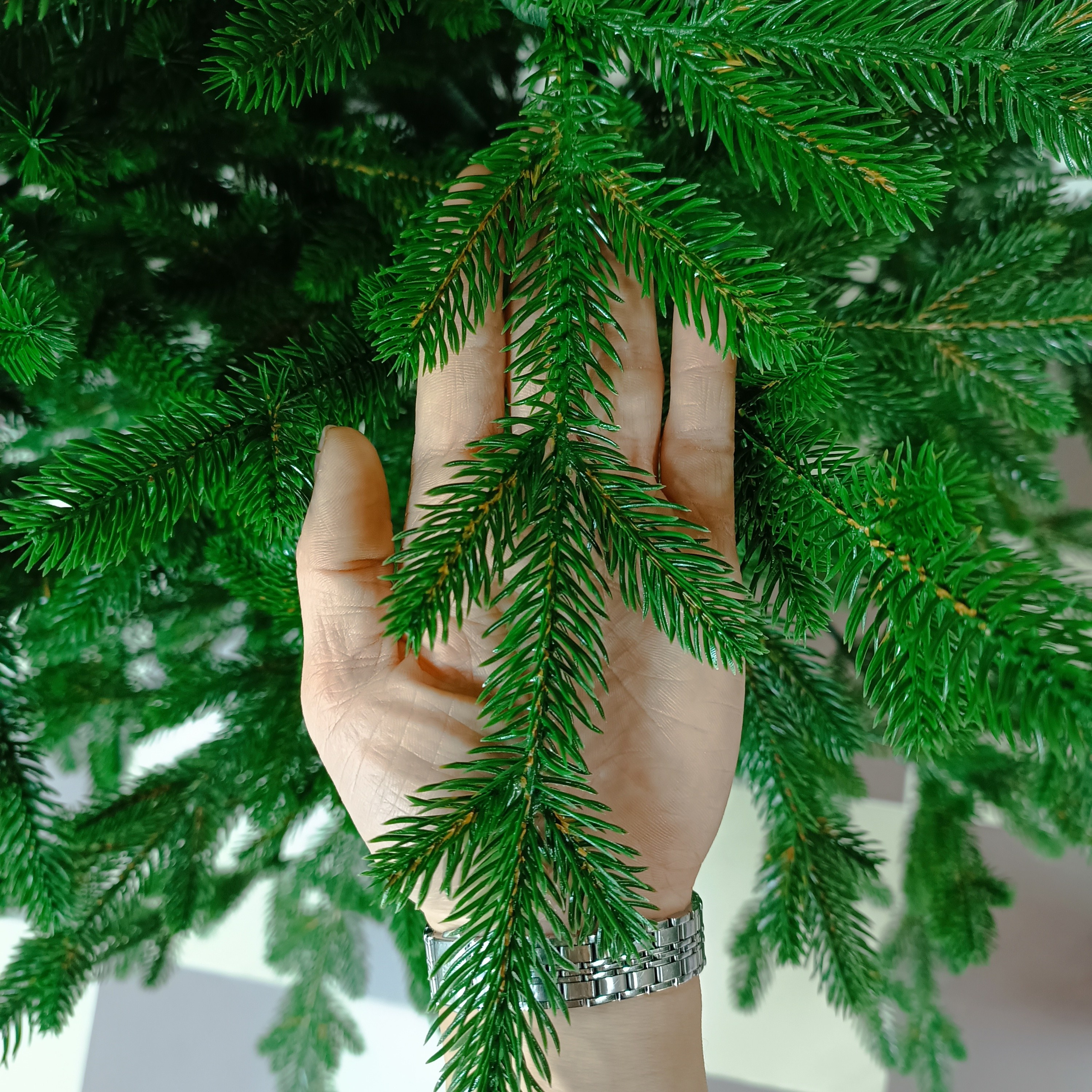 ПАРИЖАНКА. Elki_grodno