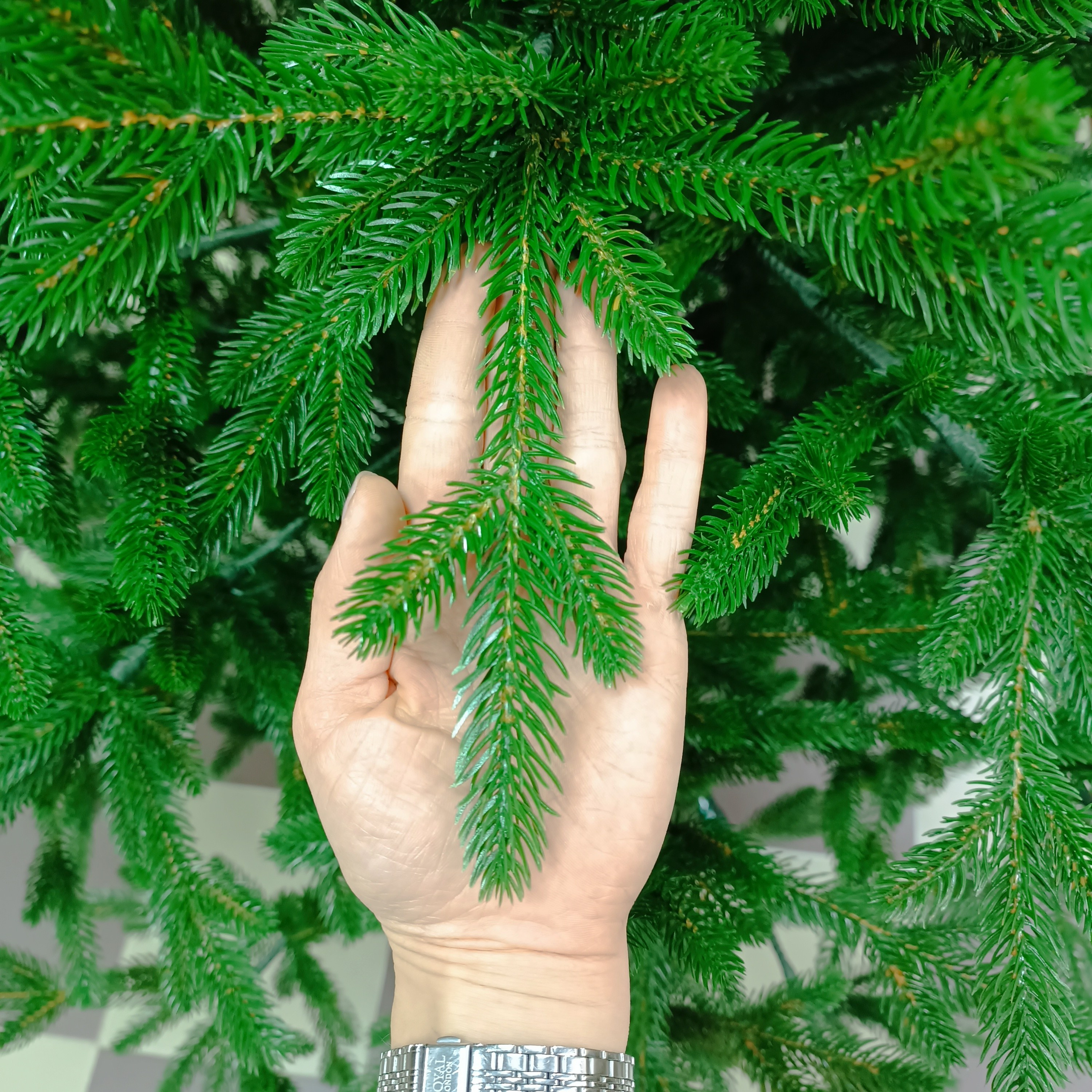 КАВКАЗСКАЯ. Elki_grodno