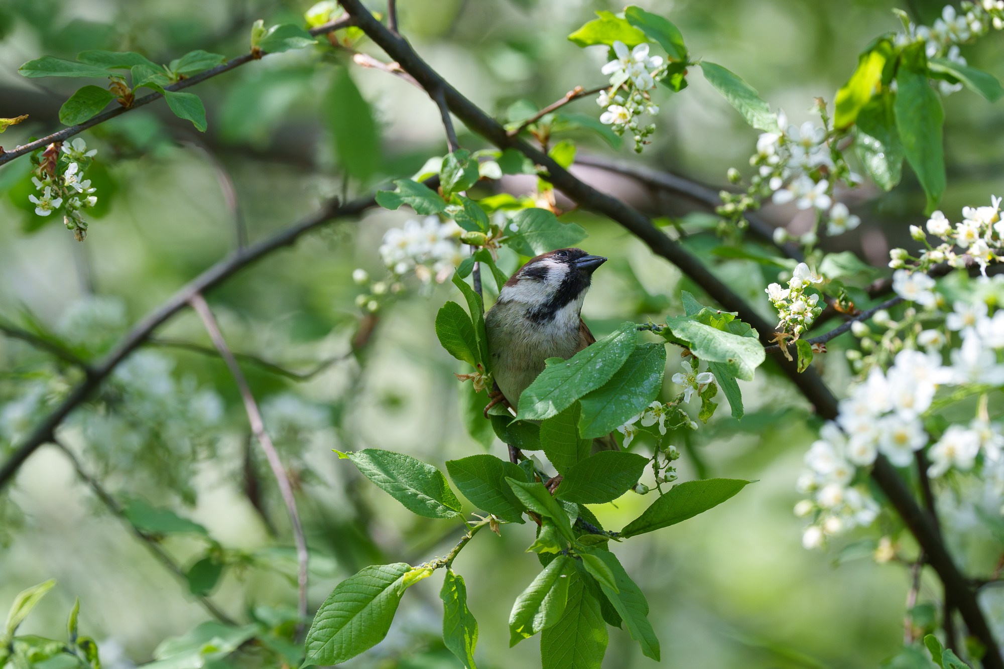 Удивительные мир птиц. Вокруг нас столько прекрасного — присмотритесь!. Ваш личный фотограф Марина Волкова