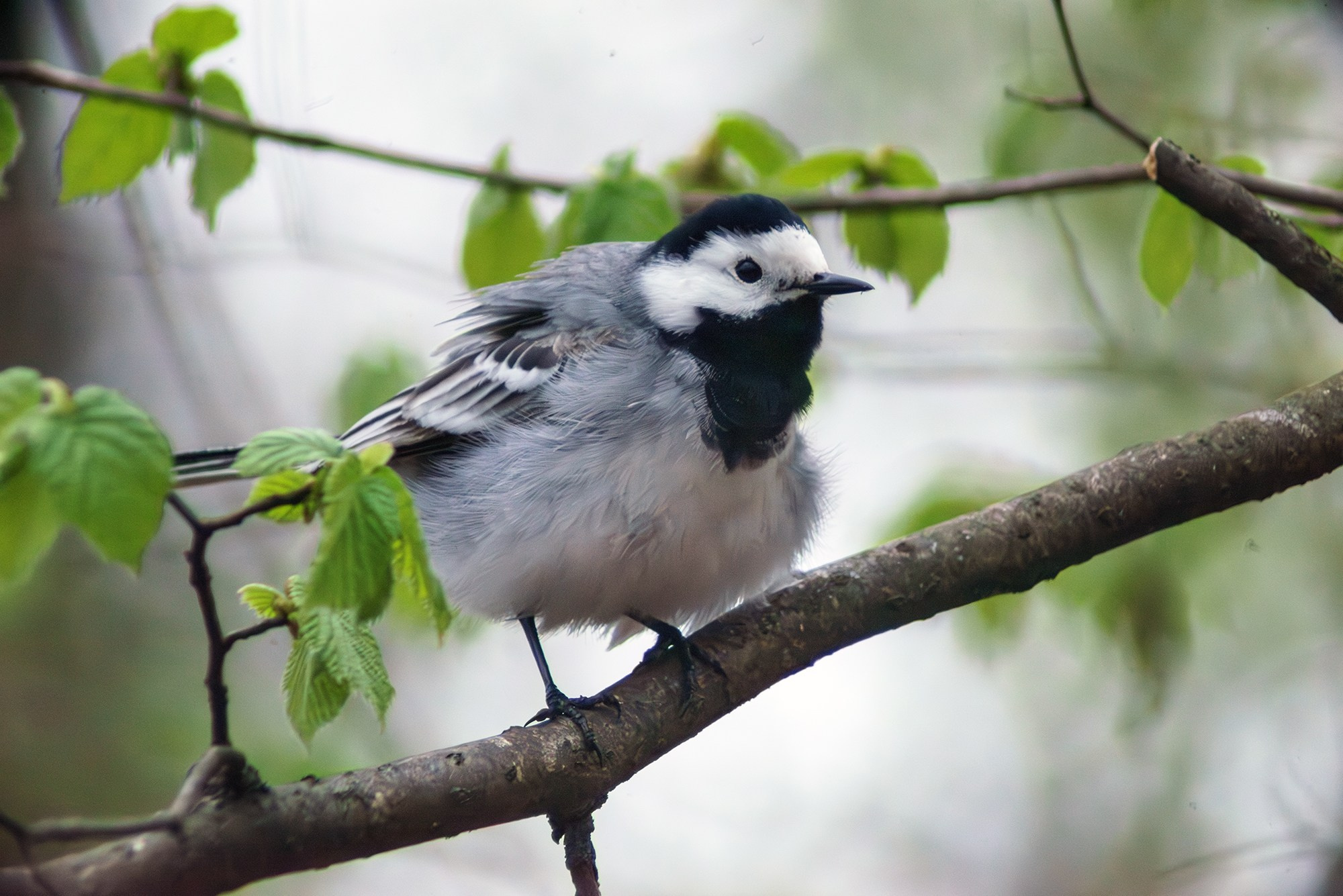 Удивительные мир птиц. Вокруг нас столько прекрасного — присмотритесь!. Ваш личный фотограф Марина Волкова