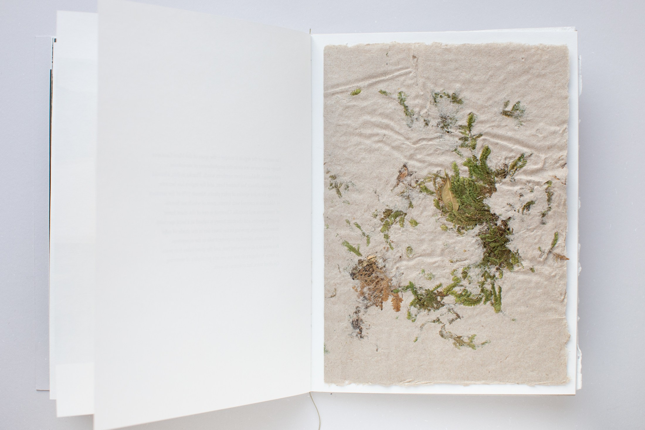 Зин «Про деревья, насекомых и людей». Natalya Madilyan