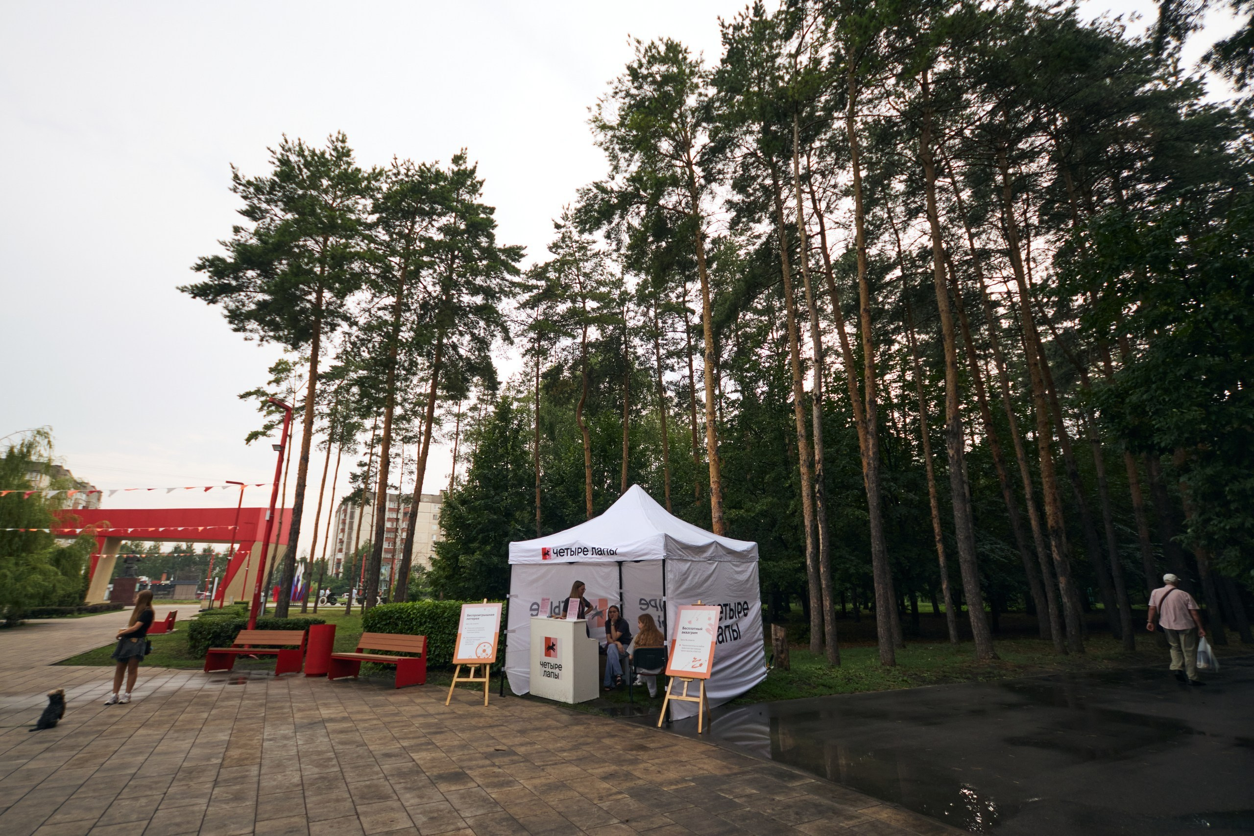 Четыре Лапы. Свадебный и репортажный фотограф Дмитрий Кононенко