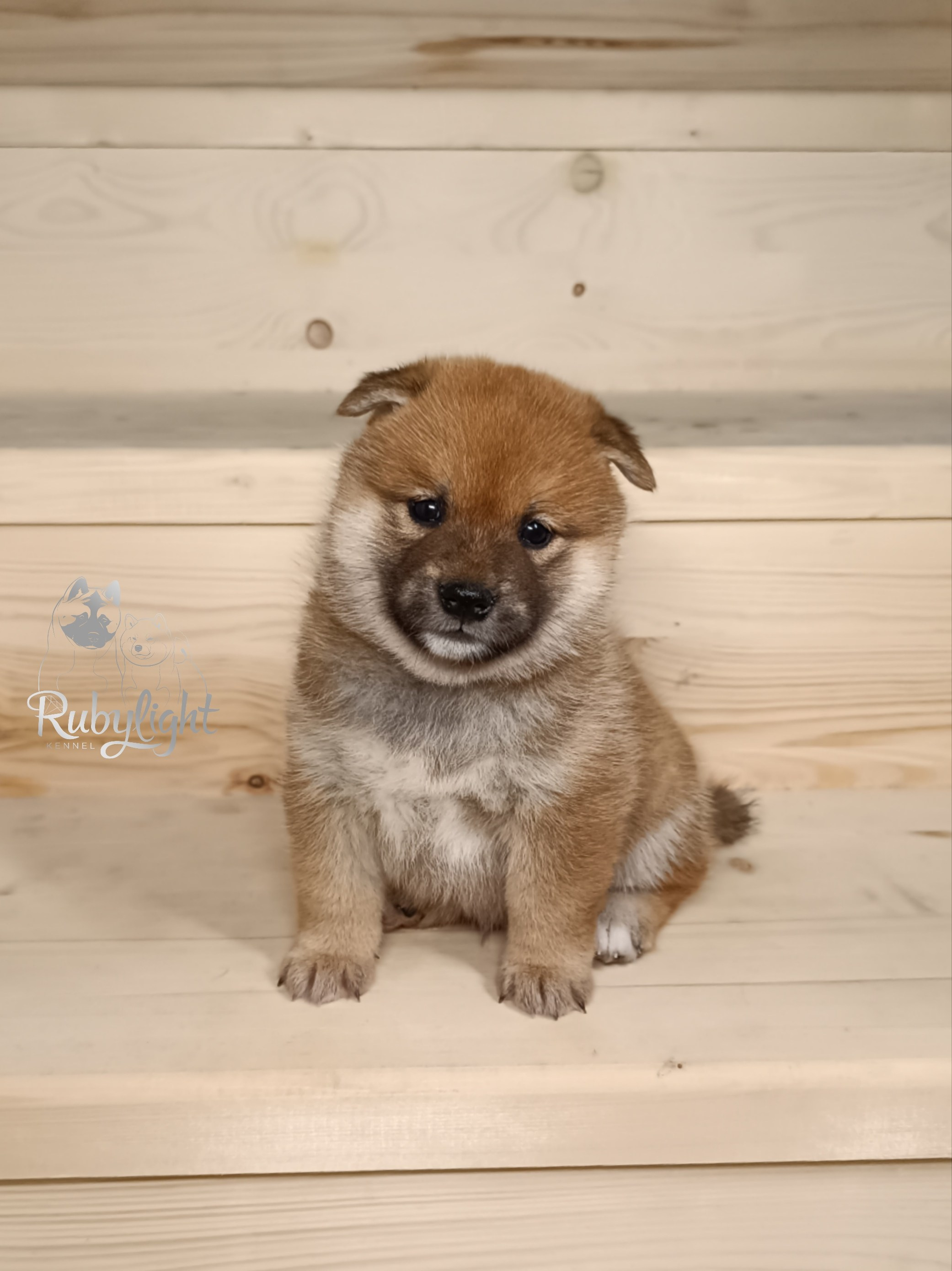 Сиба Rubylight Everest питомник Рубилайт 