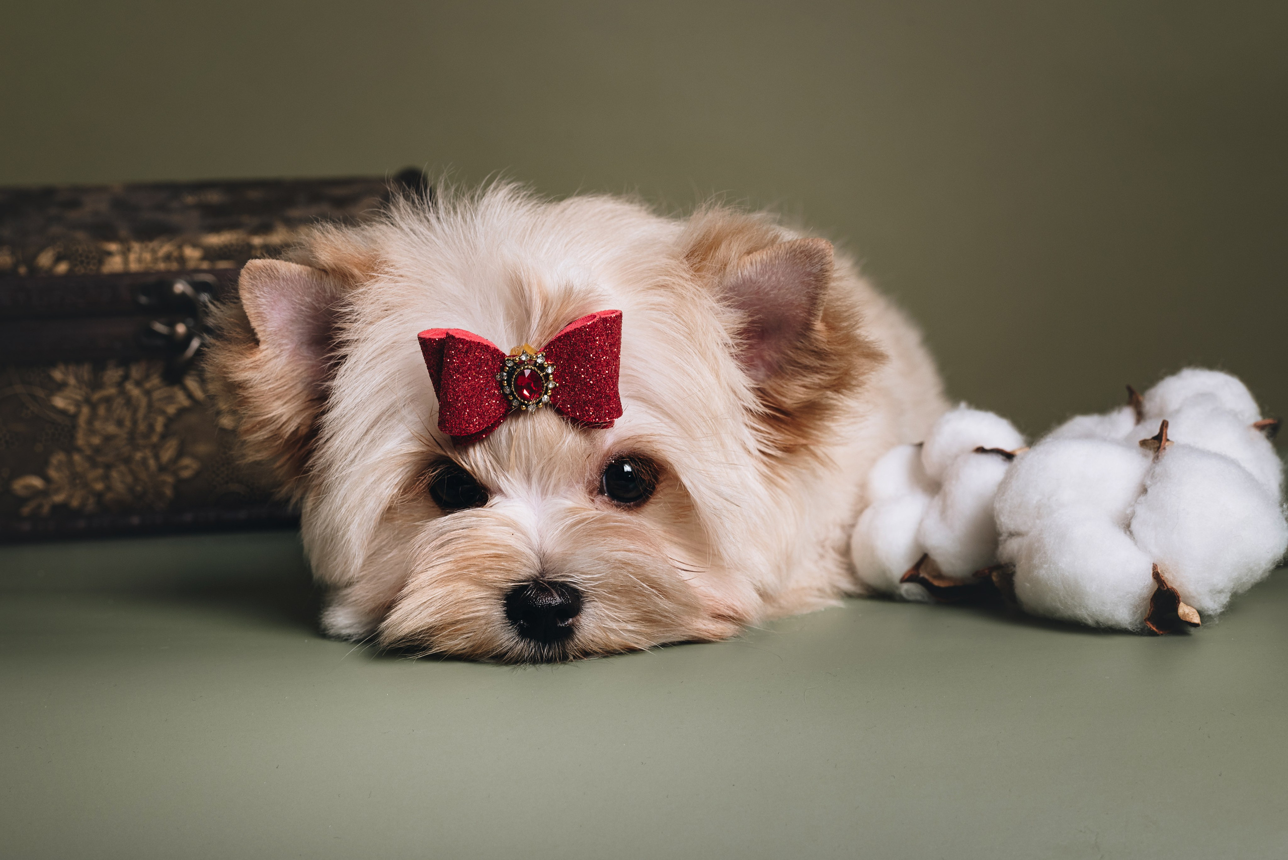 Russian Salon Dog. Natalia Finch Photography — Family, Kids & Pet Photographer in Chicago, IL