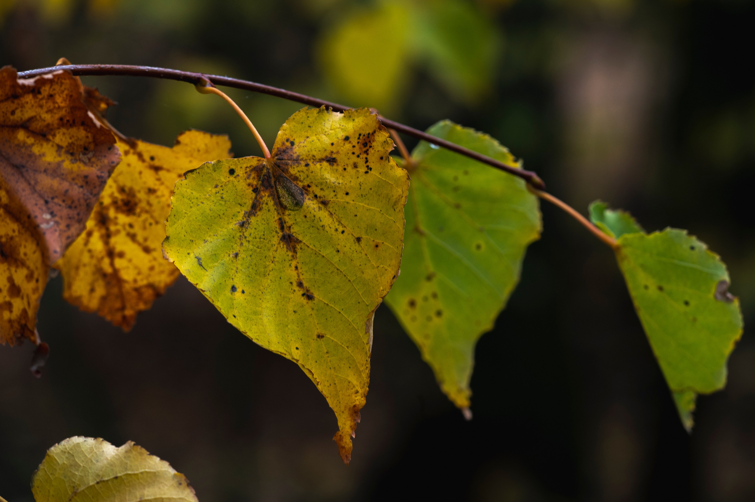 Фотопрогулка ДР. Фотограф Роман Адлер
