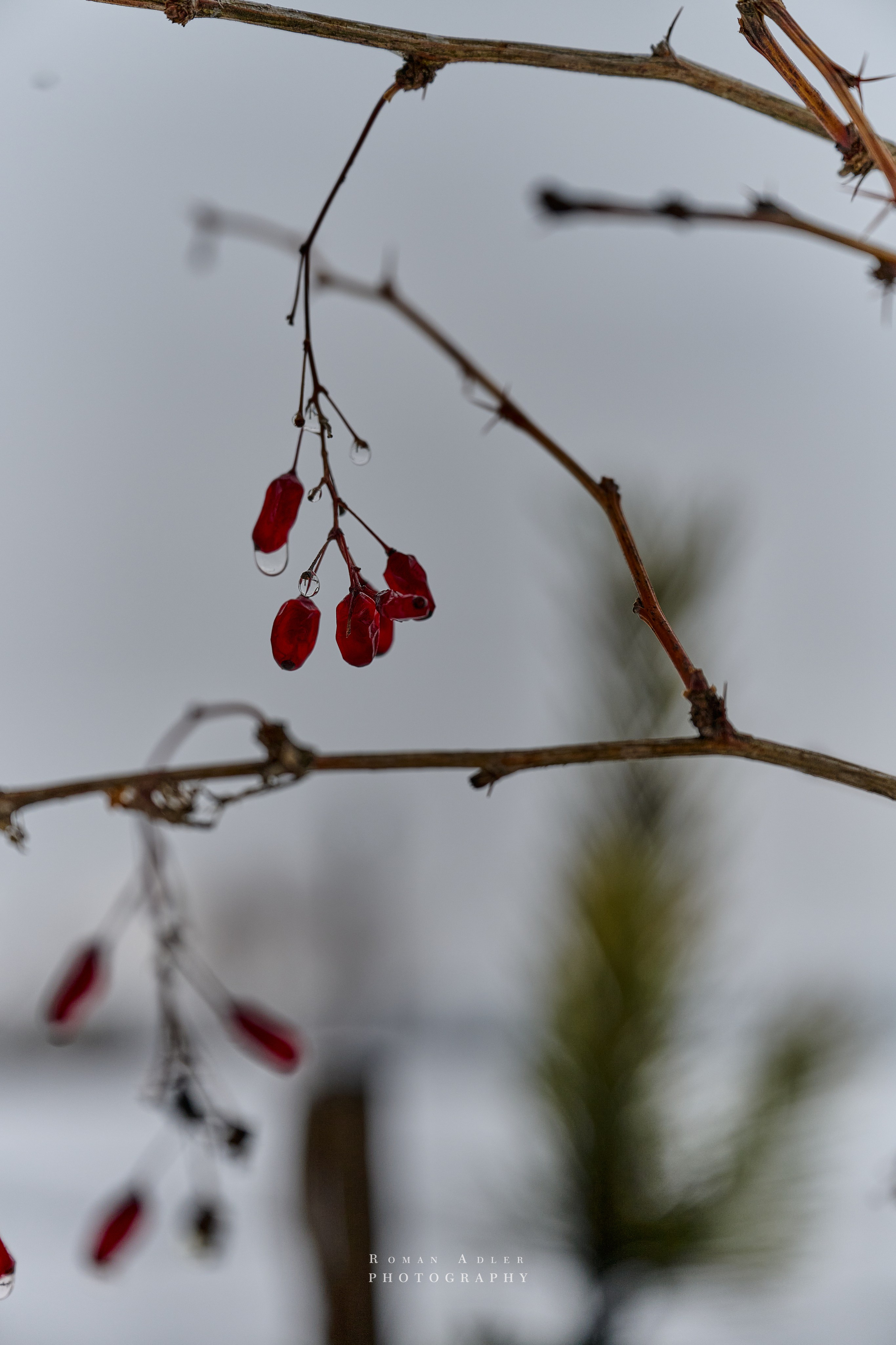Тобольск. Март 2025. Фотограф Роман Адлер