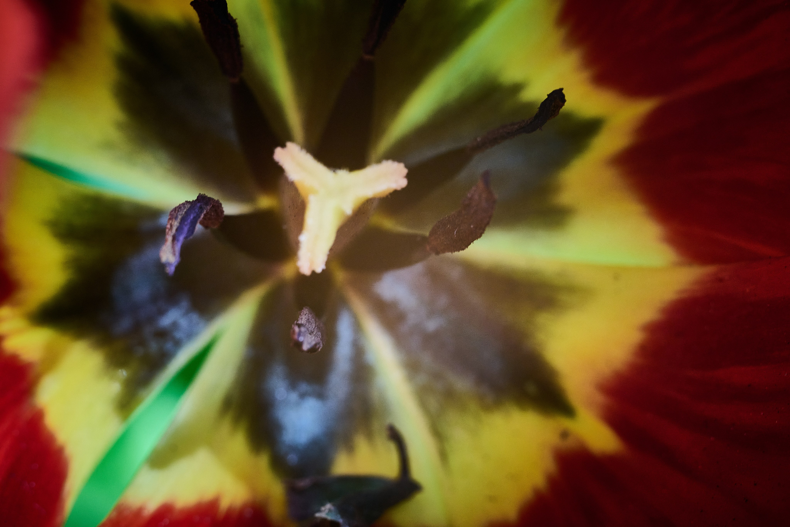 Фотографии весенних цветов. Фотограф Роман Адлер. Фотограф Роман Адлер