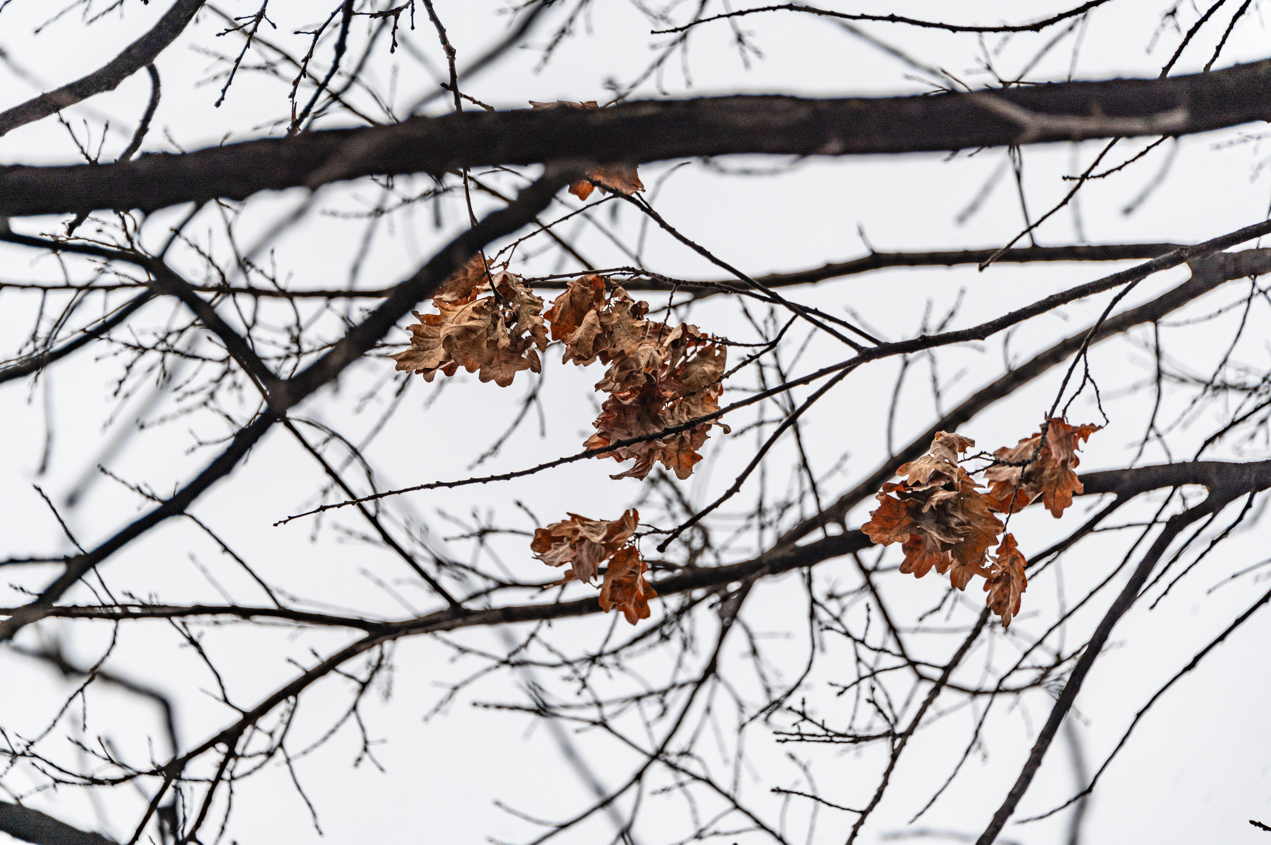 Пенза. Ноябрь 2023. Фотограф Роман Адлер