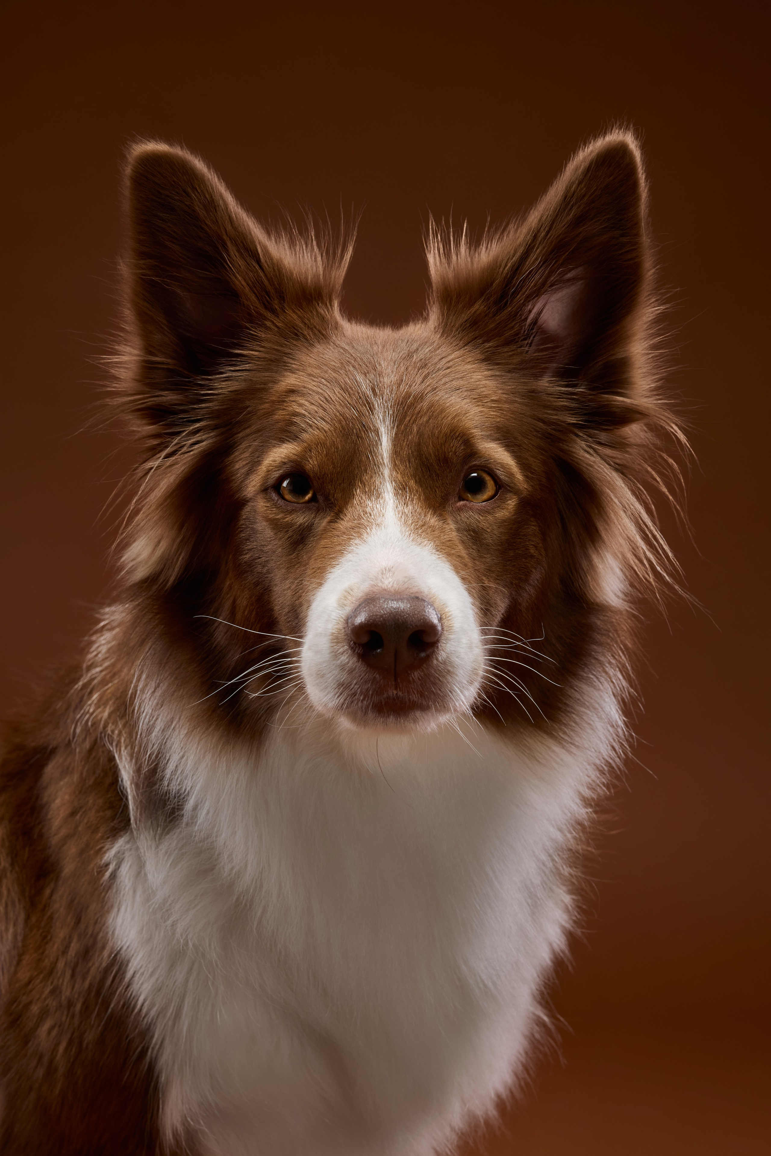 Pet photography. Фотограф Макс Давыдов