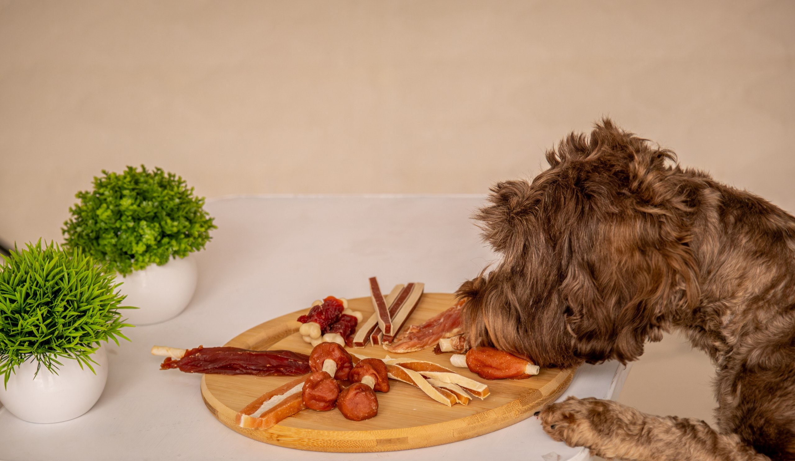 Съёмка для рекламы лакомства для собак (для Марии)!. Зоофотограф, фотограф животных в Москве и области Дина Дамоцева