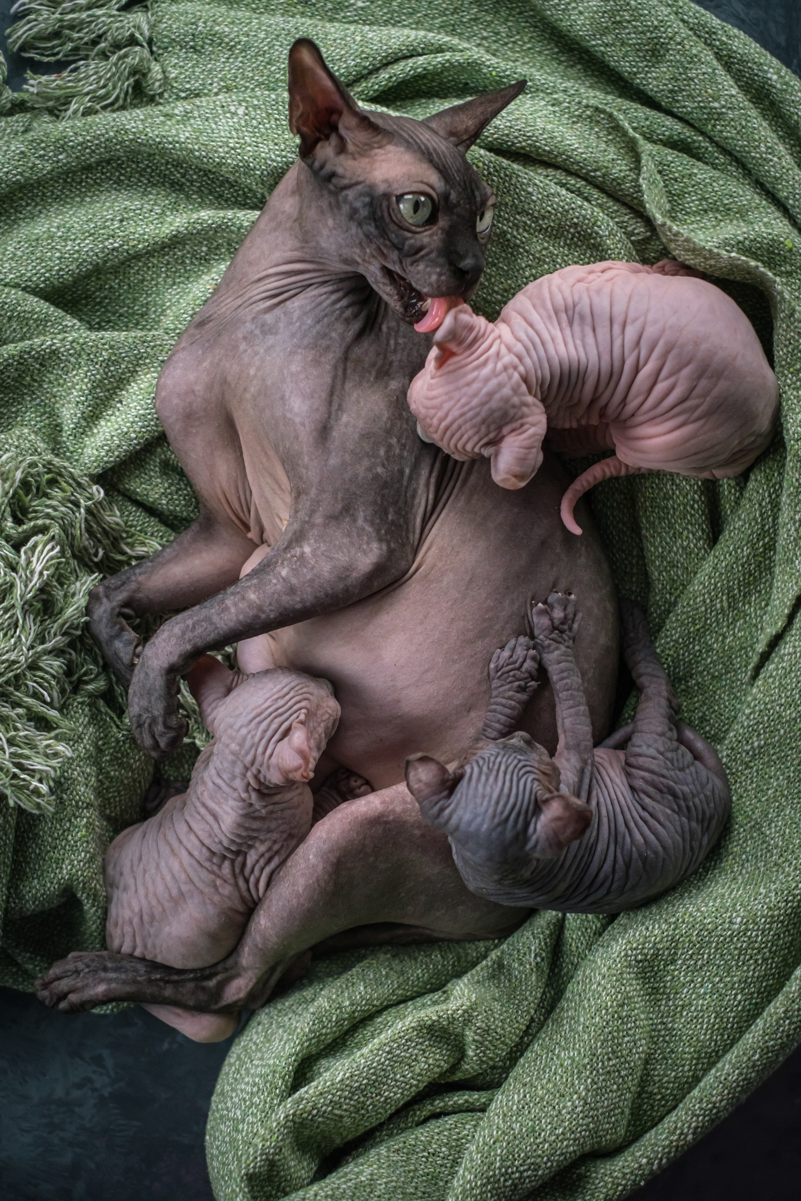 Котята для Данила и Ланы. Зоофотограф, фотограф животных в Москве и области Дина Дамоцева