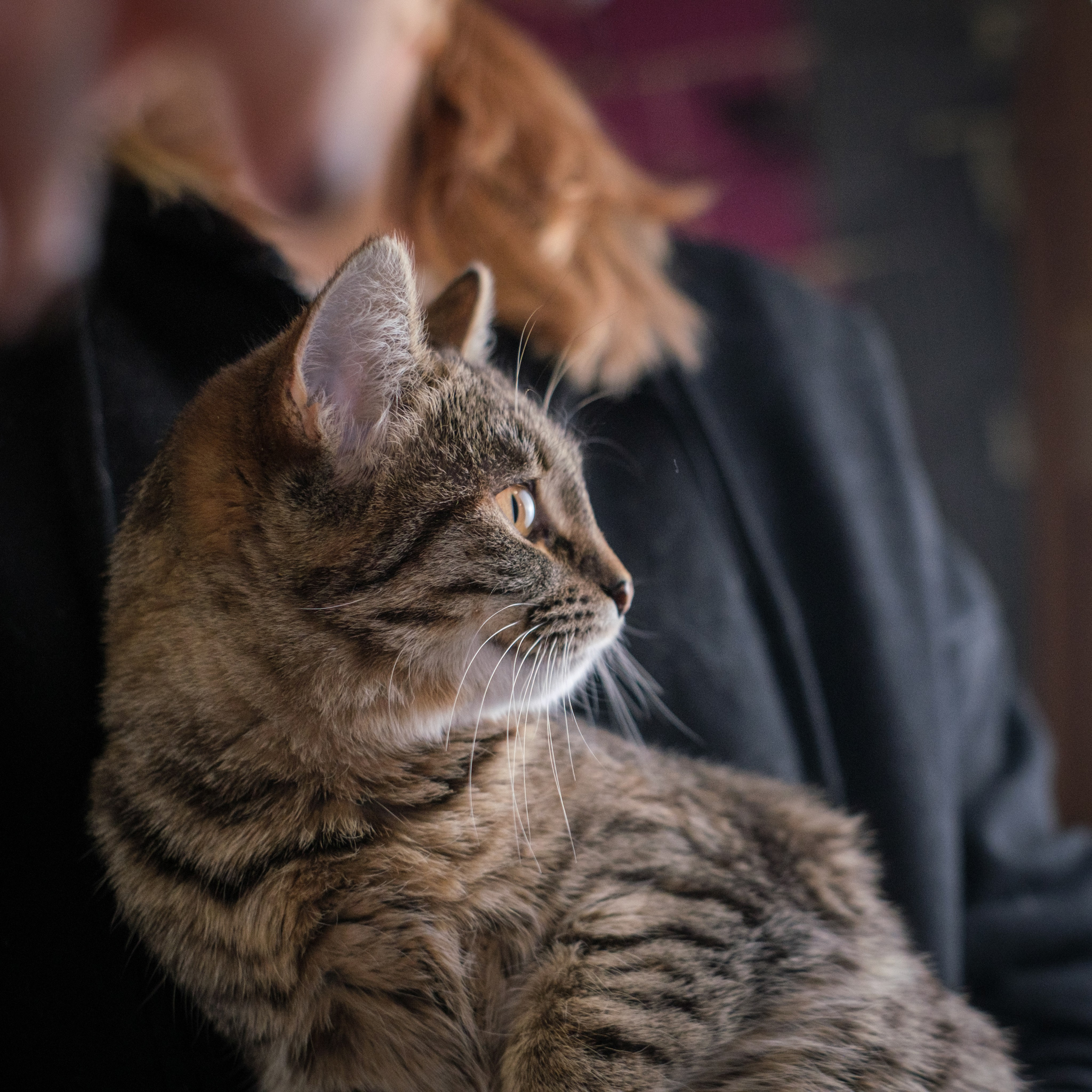 Котики Мурмурии). Зоофотограф, фотограф животных в Москве и области Дина Дамоцева
