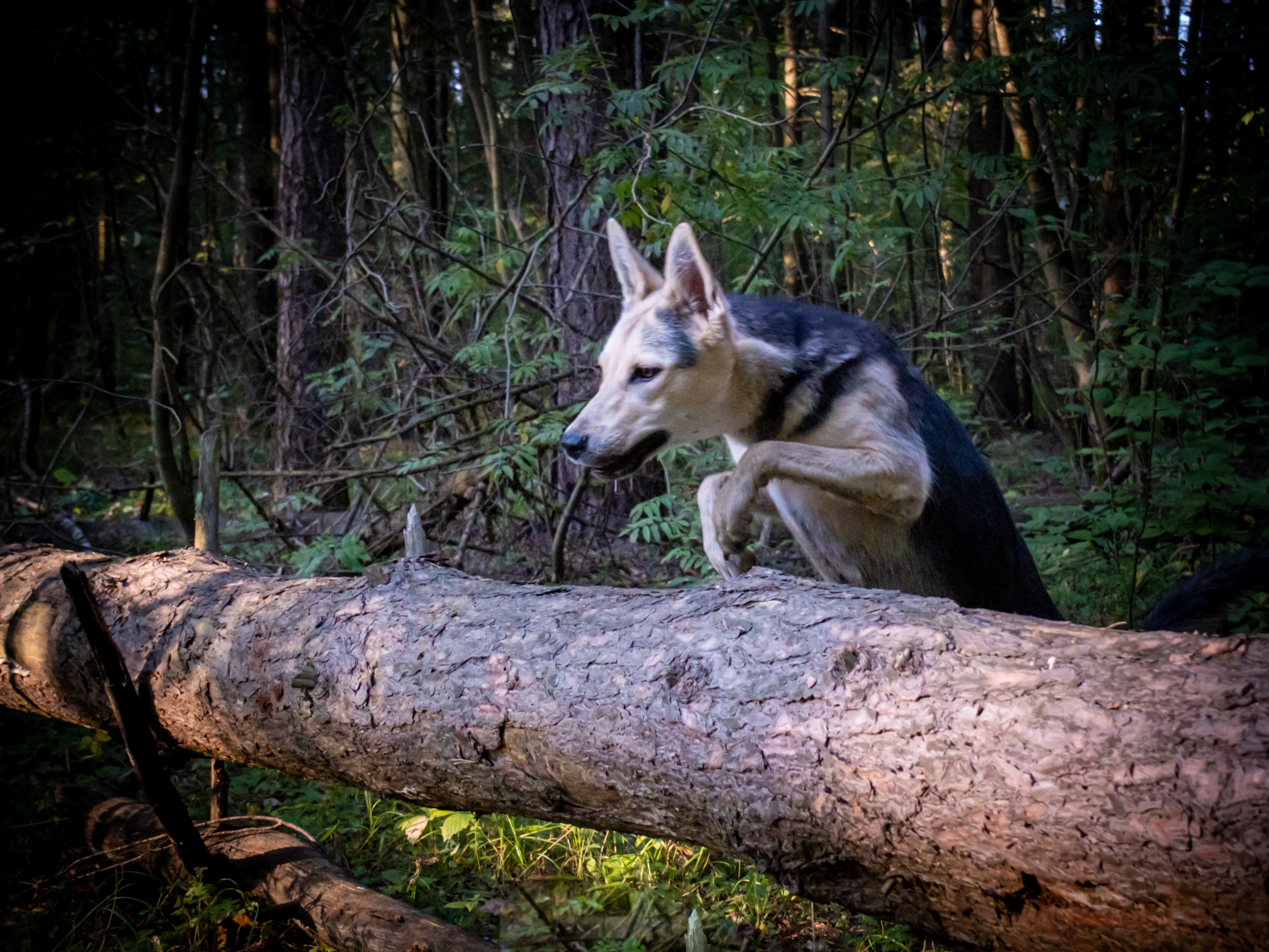 Альфа и Вафля для Екатерины!. Зоофотограф, фотограф животных в Москве и области Дина Дамоцева