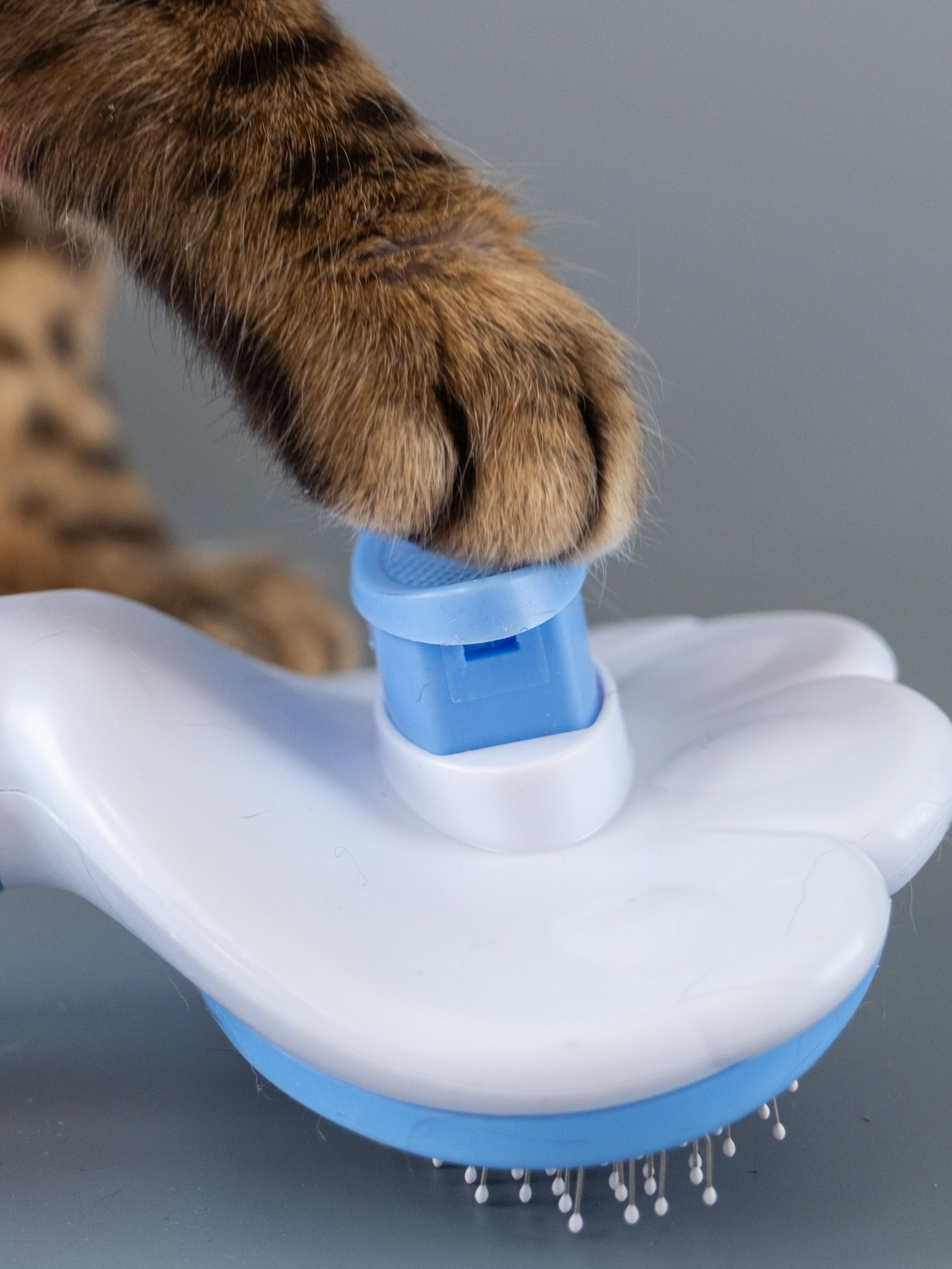 Пуходерка и ролик для очистки одежды для Александра!. Зоофотограф, фотограф животных в Москве и области Дина Дамоцева