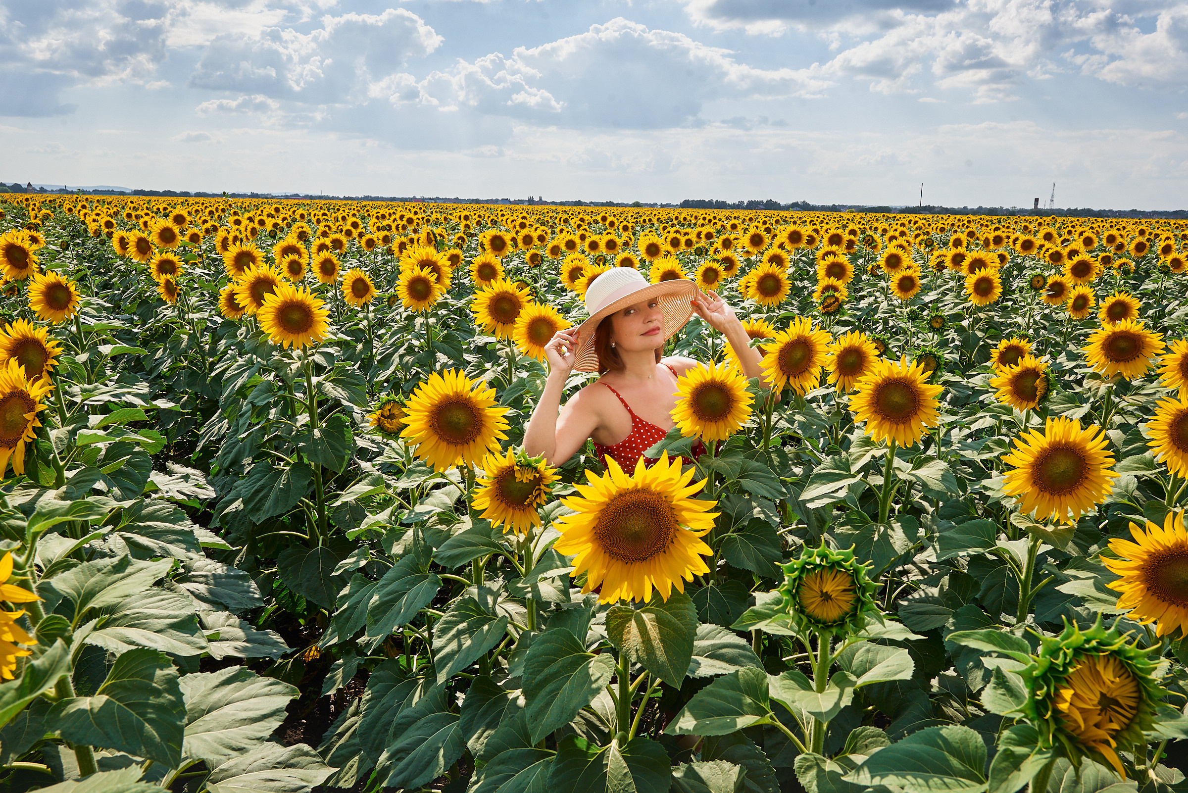 ровные ряды подсолнечника