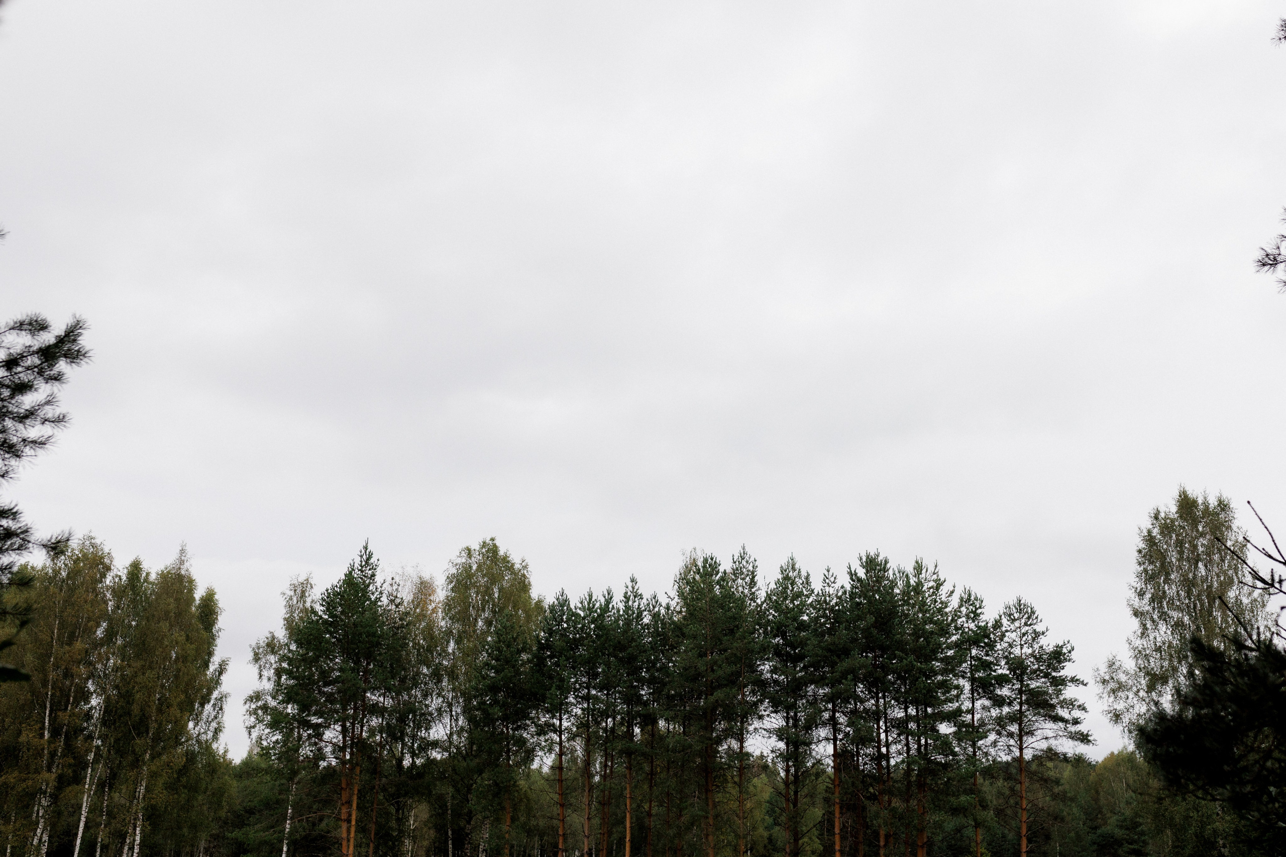 Ромашковые ромашки. Свадебный и семейный фотограф в Твери, Москве, Санкт-Петербурге