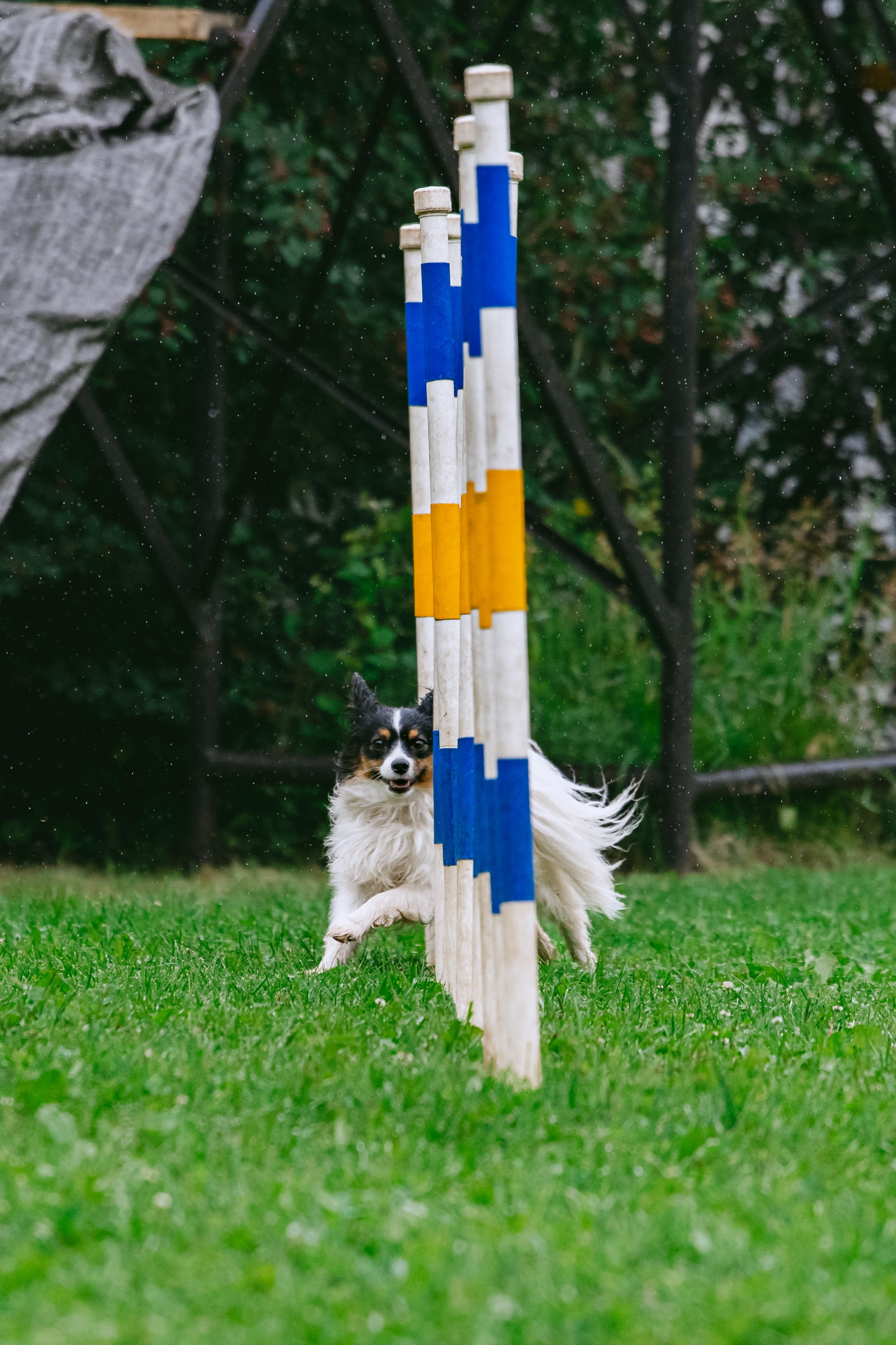 Соревнования по аджилити Долгопрудный 30.06.2025. Фотограф-анималист Татьяна Степанова