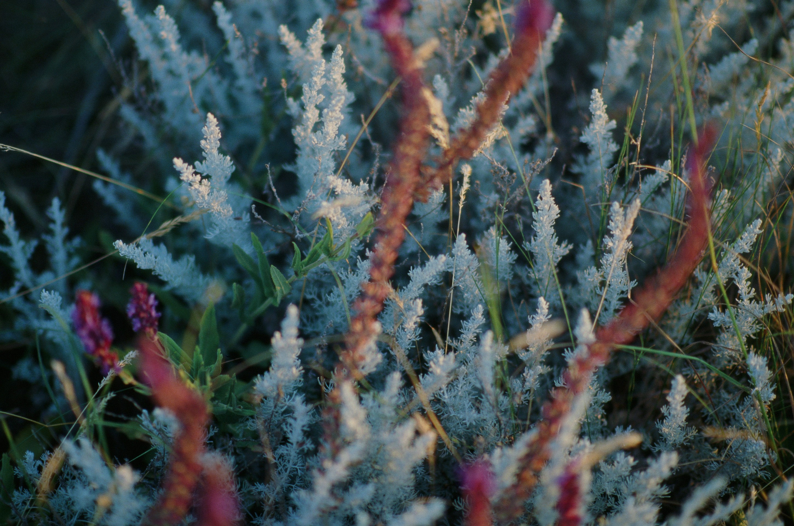 Dig it // ukraine, crimea V. EVER EXPOSED